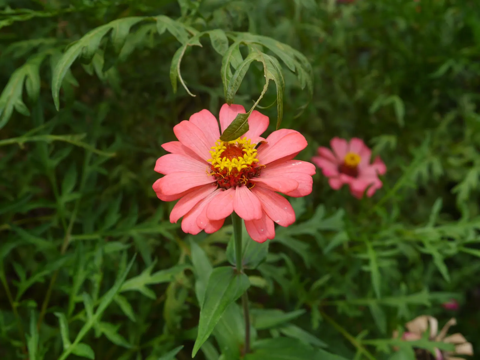 Common Zinnia (Zinnia Elegans) — annual with pink and red blooms; they thrive in full sunlight, image 103
