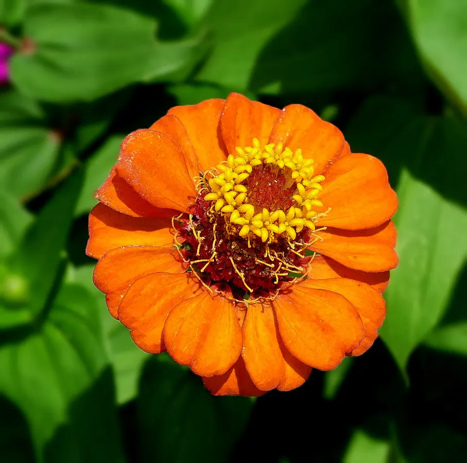 Common Zinnia (Zinnia Elegans) — annual with pink and red blooms; they thrive in full sunlight, image 77