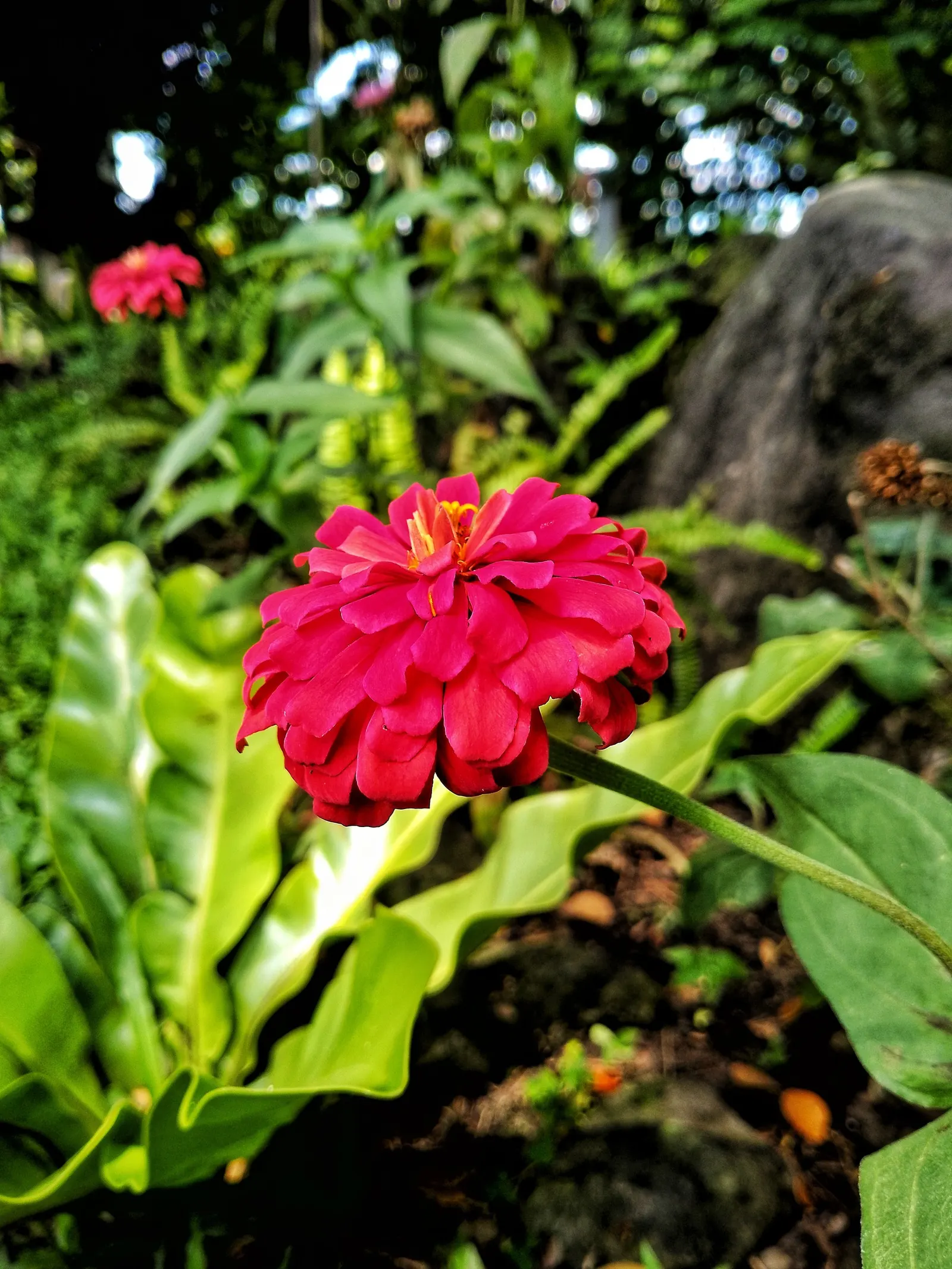 Common Zinnia (Zinnia Elegans) — perfect for use in both borders and as cut flowers for indoor display; pink and red flowers in the garden, image 145