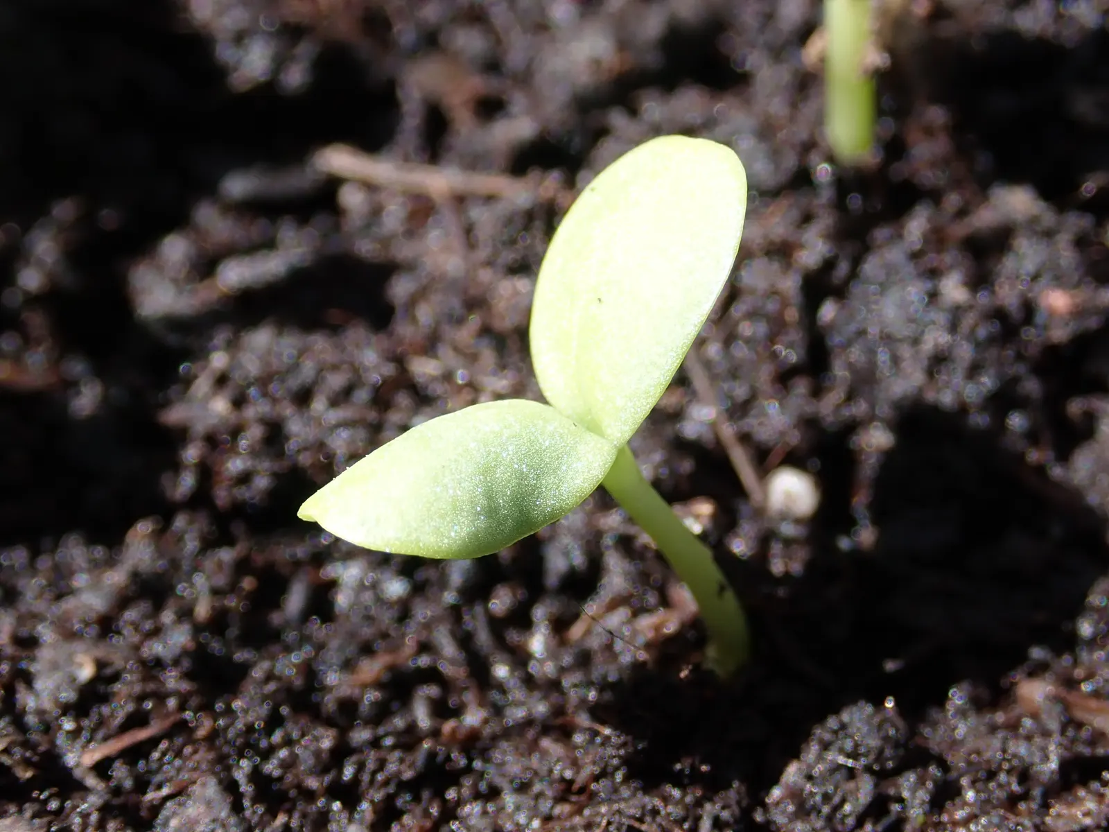 Common Zinnia (Zinnia Elegans) — to ensure ample airflow and reduce the risk of powdery mildew; annual for full or half, image 97