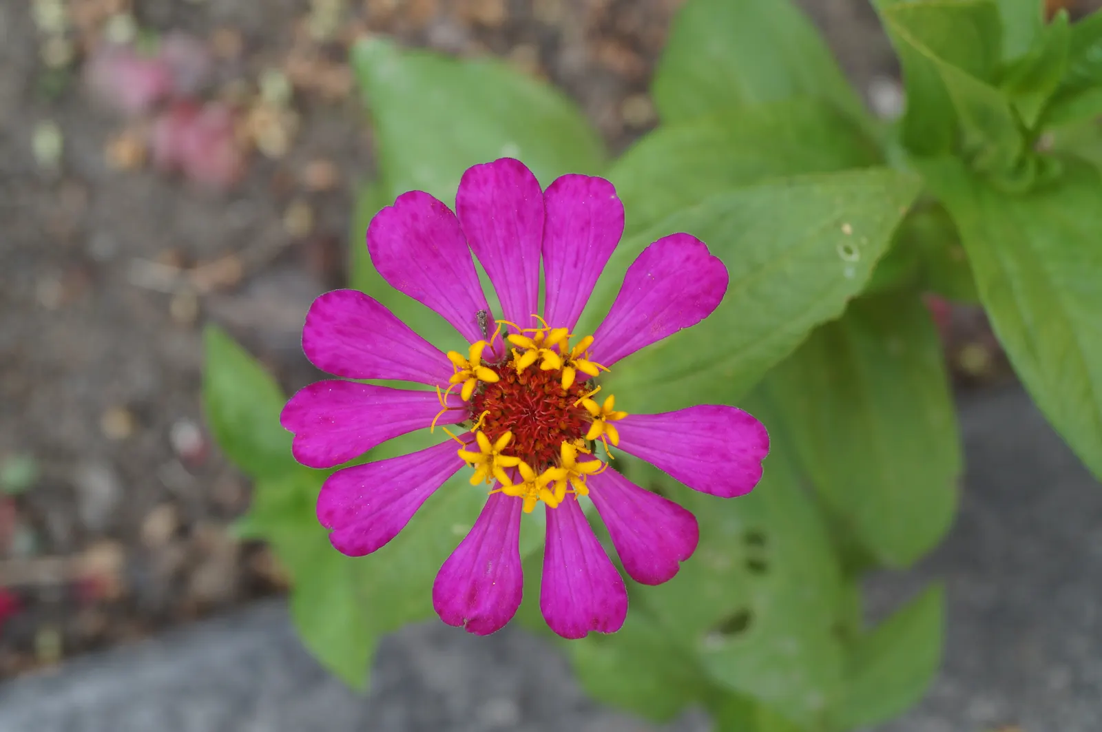 Common Zinnia (Zinnia Elegans) — annual for full or half; adding an extra layer of dynamism to any garden space.<br><br>Hardy in USDA zones 2, image 104