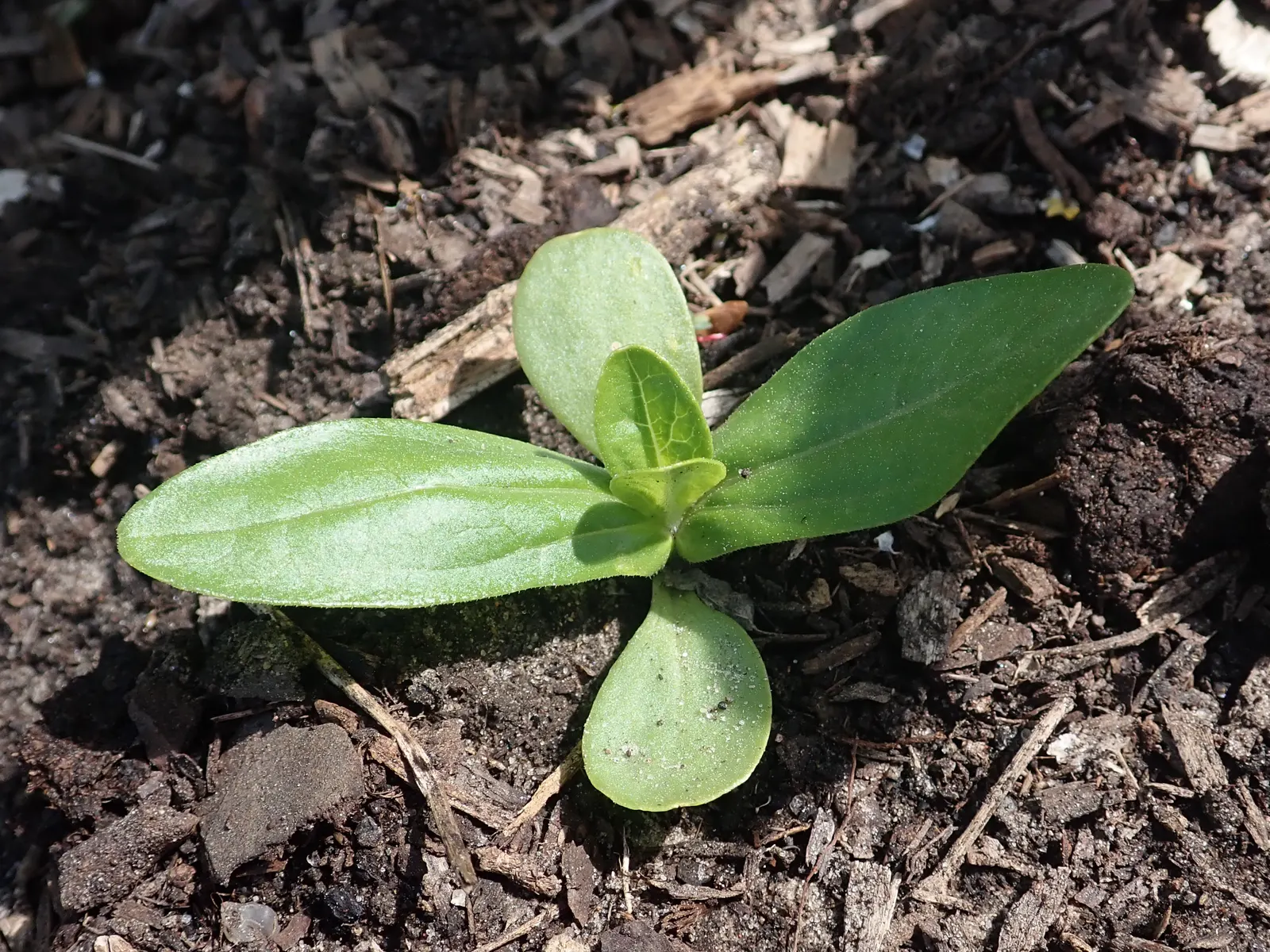 Common Zinnia (Zinnia Elegans) — They thrive in full sunlight; with a long blooming period from spring to frost, image 120
