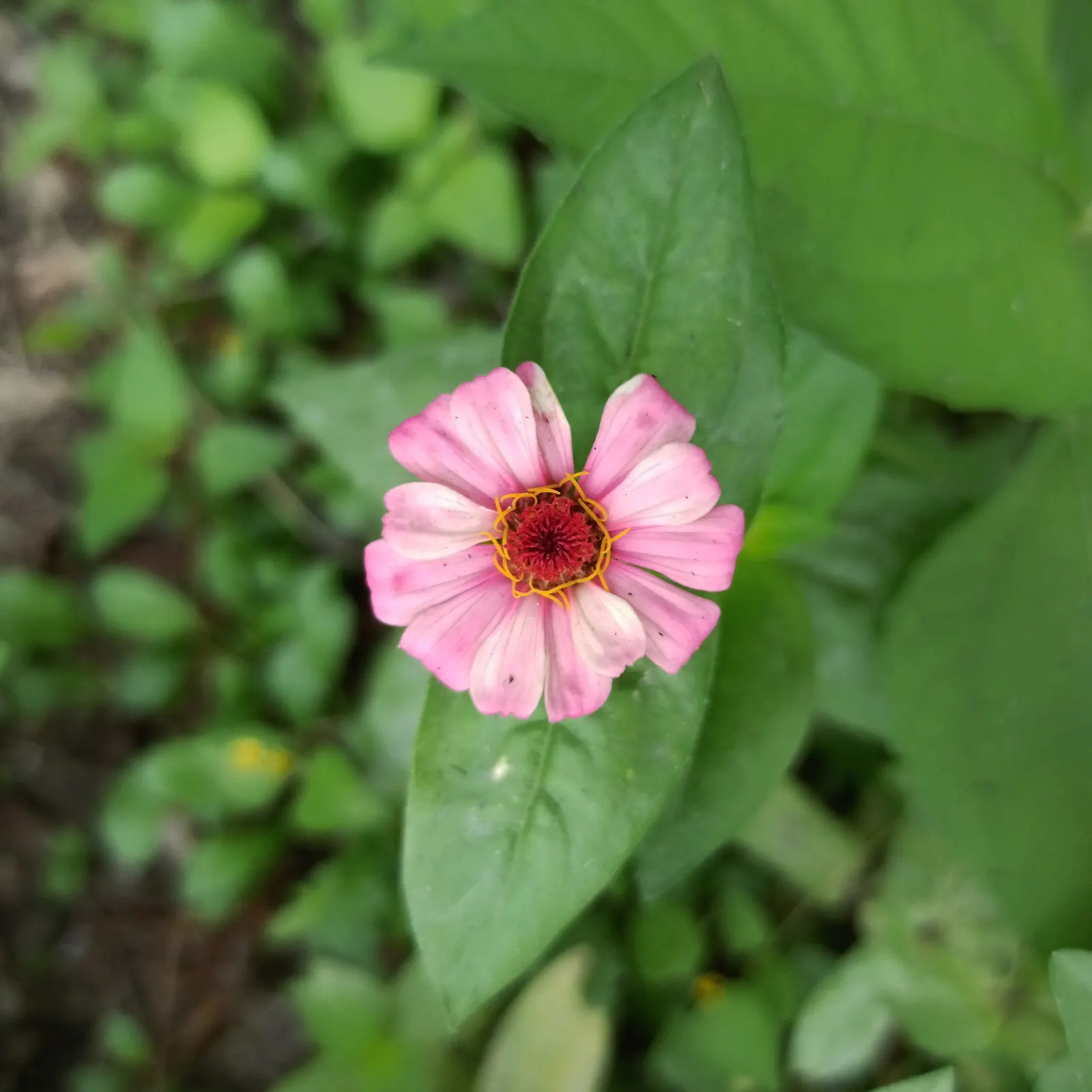 Common Zinnia (Zinnia Elegans) — Known for its array of showy; flaunting a kaleidoscope of hues