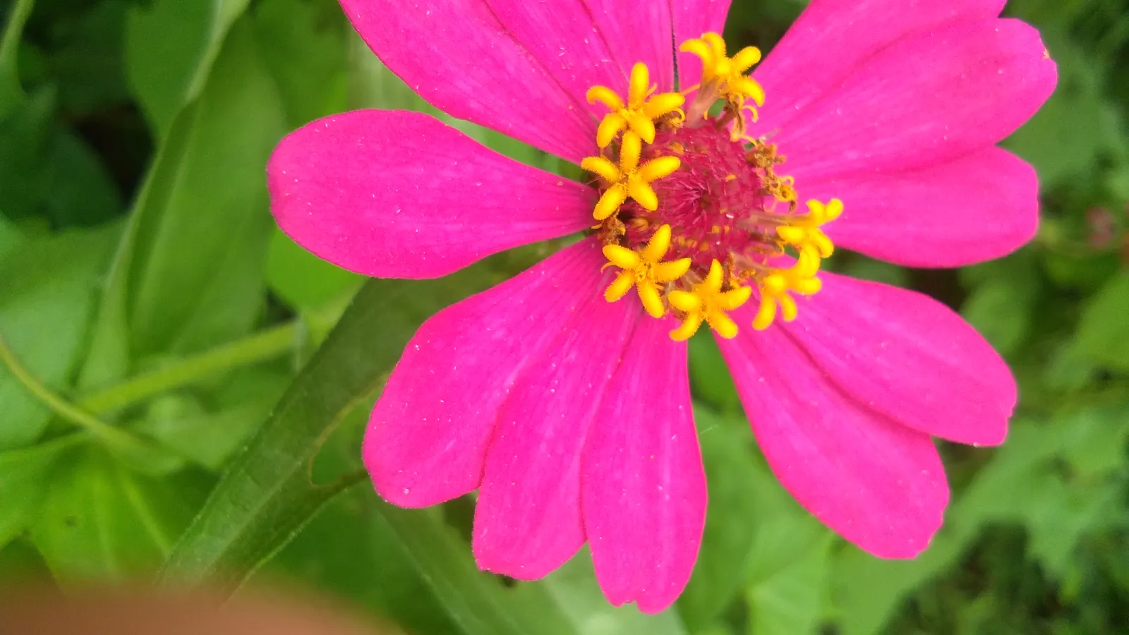Common Zinnia (Zinnia Elegans) — Flaunting a kaleidoscope of hues; zinnias are excellent attractors of butterflies and hummingbirds