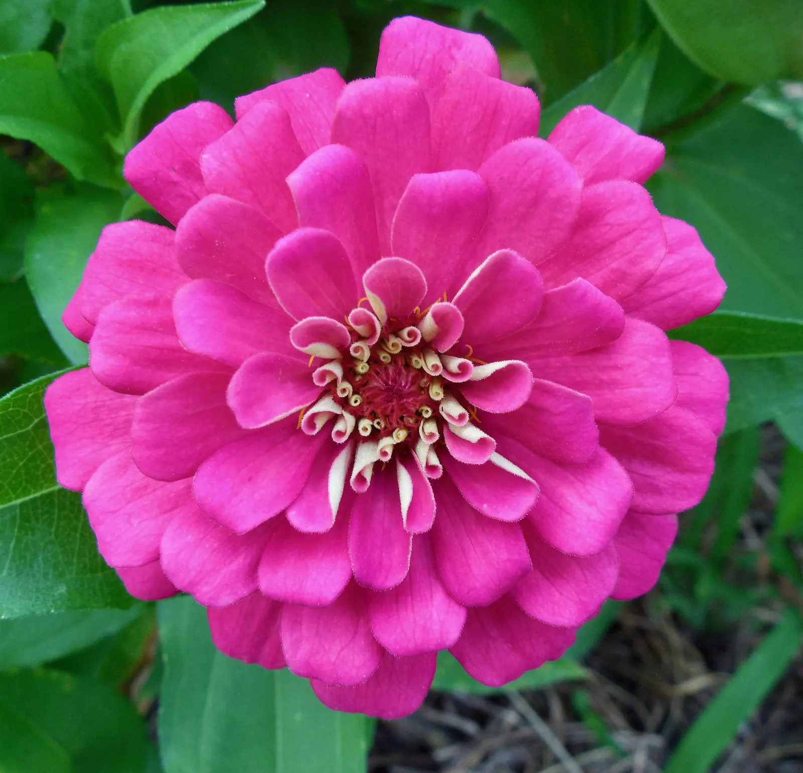 Common Zinnia (Zinnia Elegans) — and prefer well-drained soil rich in organic matter; to ensure ample airflow and reduce the risk of powdery mildew, image 148