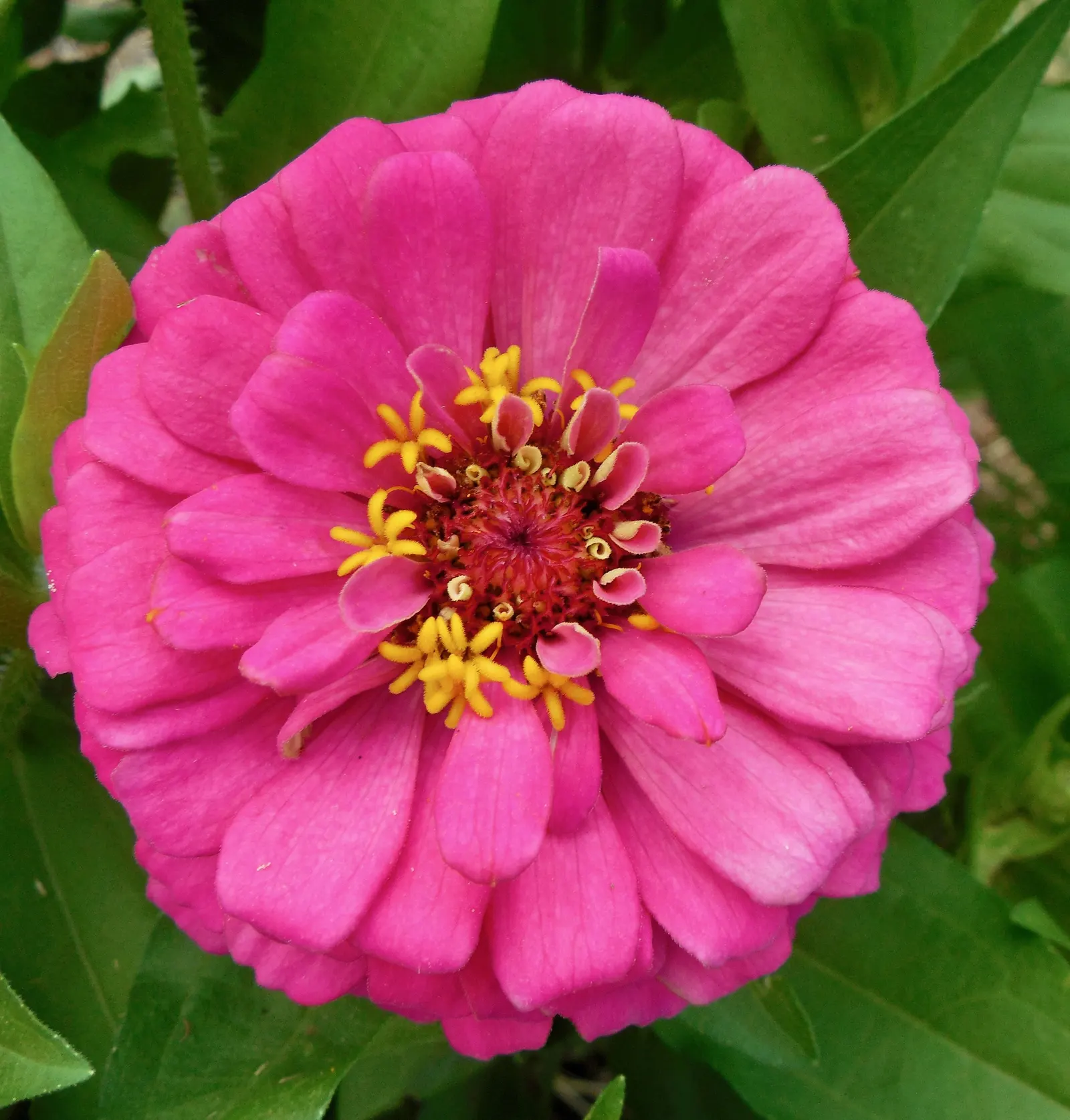 Common Zinnia (Zinnia Elegans) — these plants are versatile