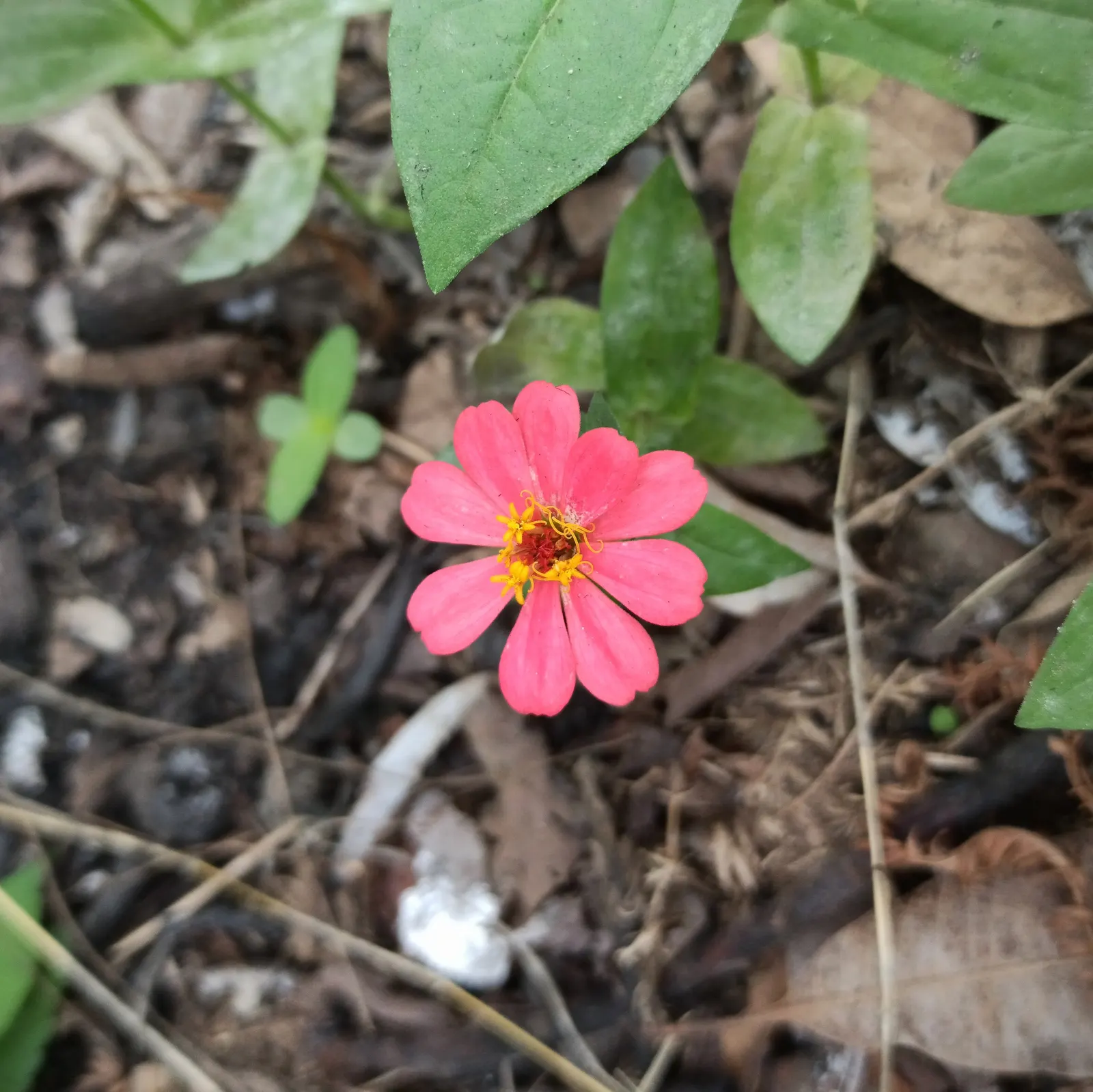 Common Zinnia (Zinnia Elegans) — zinnias are excellent attractors of butterflies and hummingbirds; their blooming season spans from late spring to the first