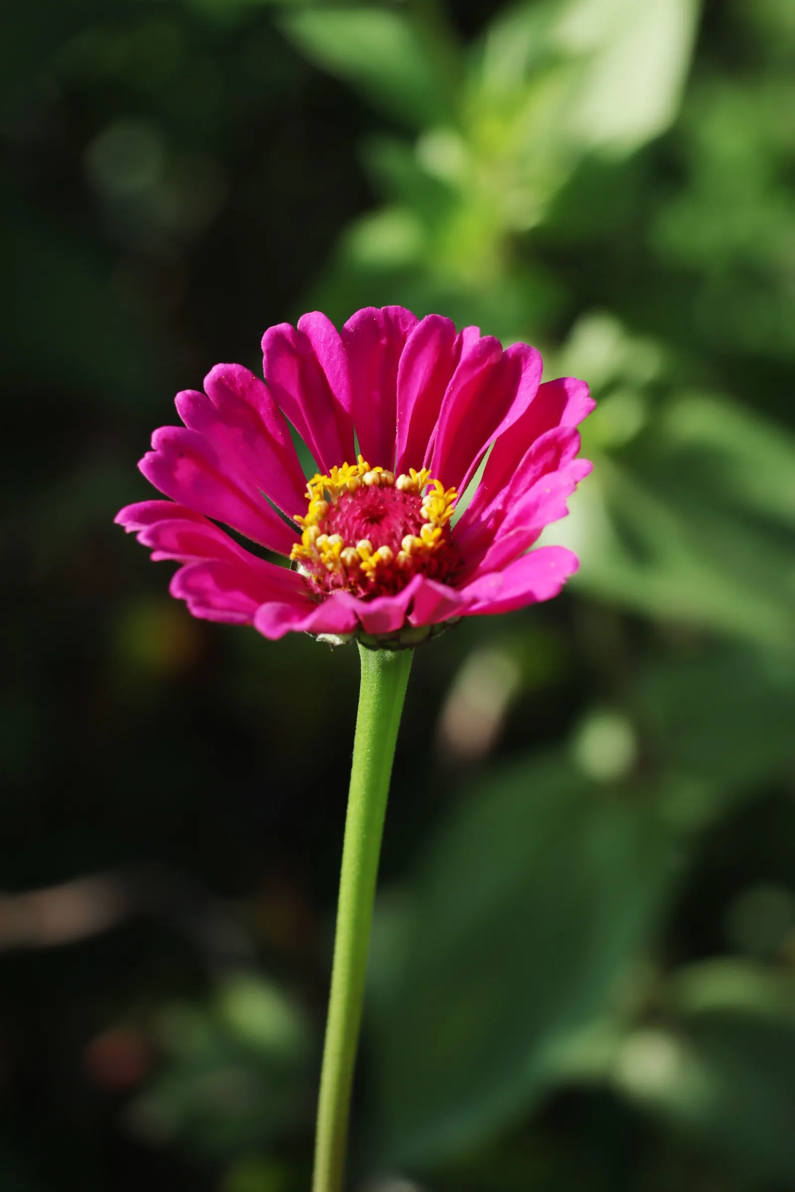 Common Zinnia (Zinnia Elegans) — these plants are versatile; requiring a minimum of 6 hours of direct sun per day