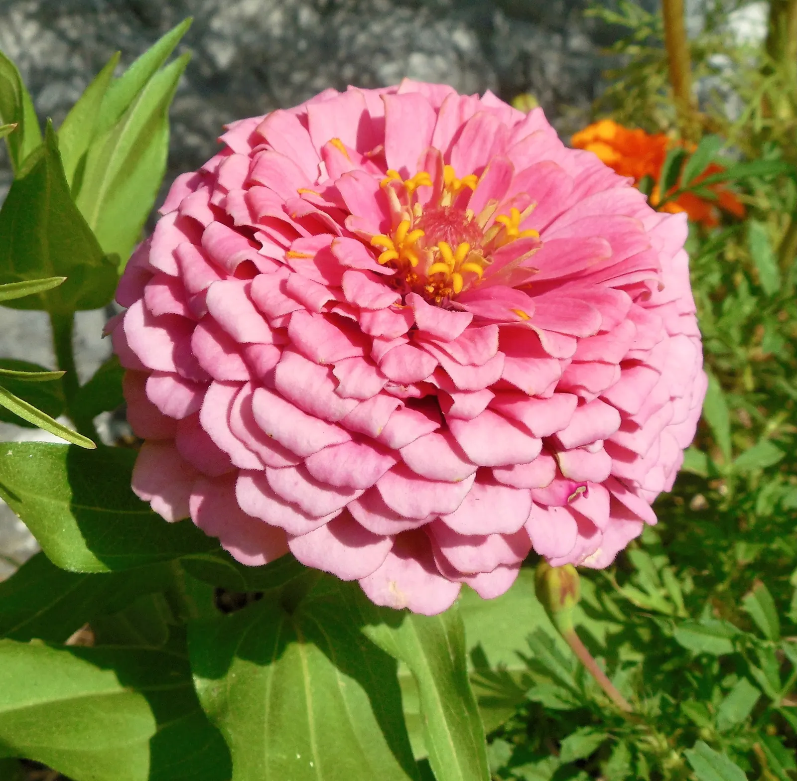 Common Zinnia (Zinnia Elegans) — a common issue for these plants; the Common Zinnia (Zinnia elegans), image 124