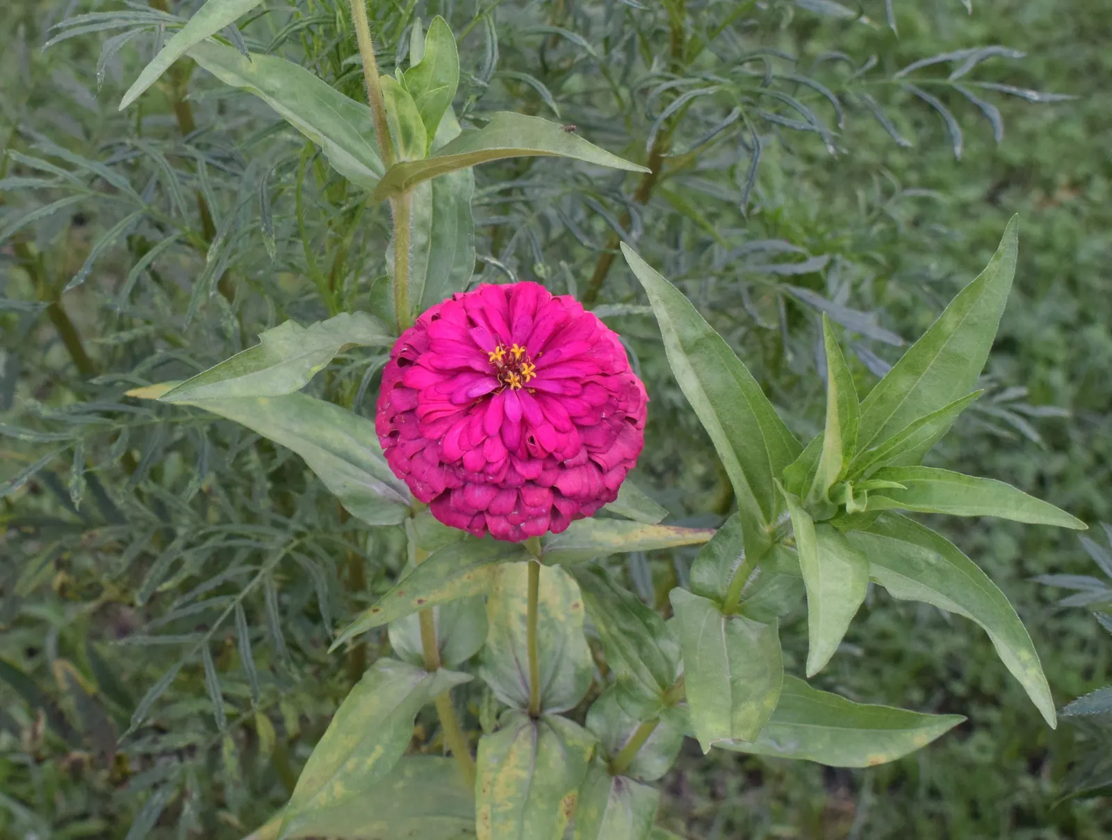 Common Zinnia (Zinnia Elegans) — Their blooming season spans from late spring to the first frost, offering a generous seasonal display; these, image 73