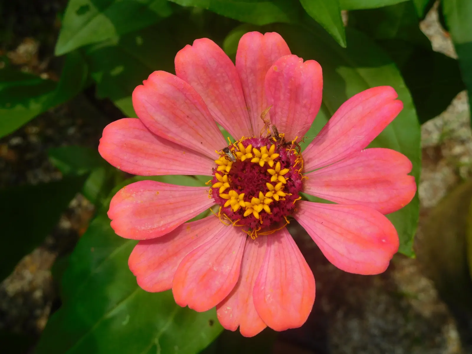 Common Zinnia (Zinnia Elegans) — Flaunting a kaleidoscope of hues; zinnias are excellent attractors of butterflies and hummingbirds, image 89