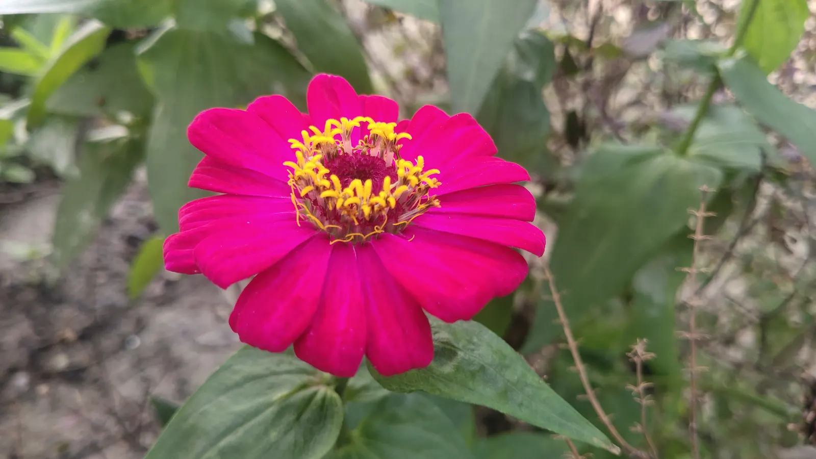 Common Zinnia (Zinnia Elegans) — a common issue for these plants; the Common Zinnia (Zinnia elegans), image 98