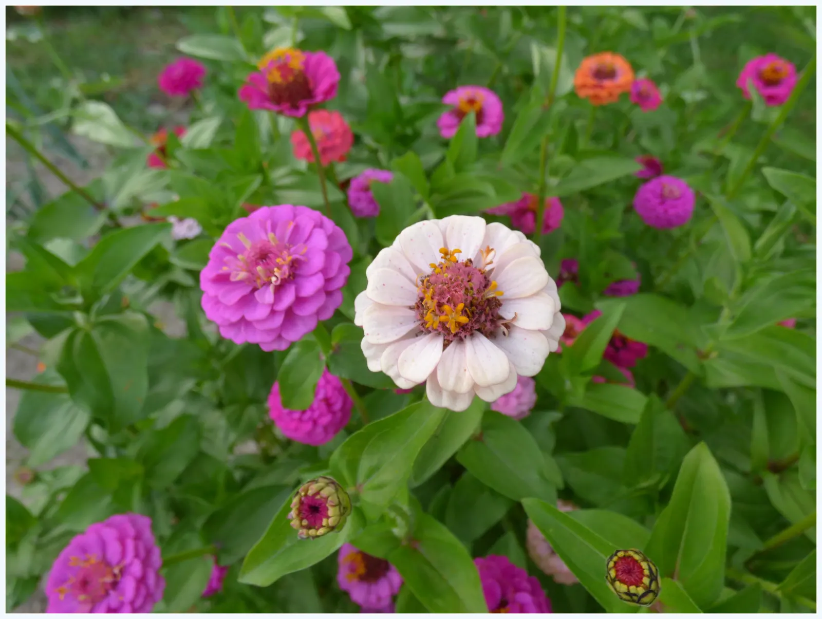 Common Zinnia (Zinnia Elegans) — Their blooming season spans from late spring to the first frost, offering a generous seasonal display; these plants are