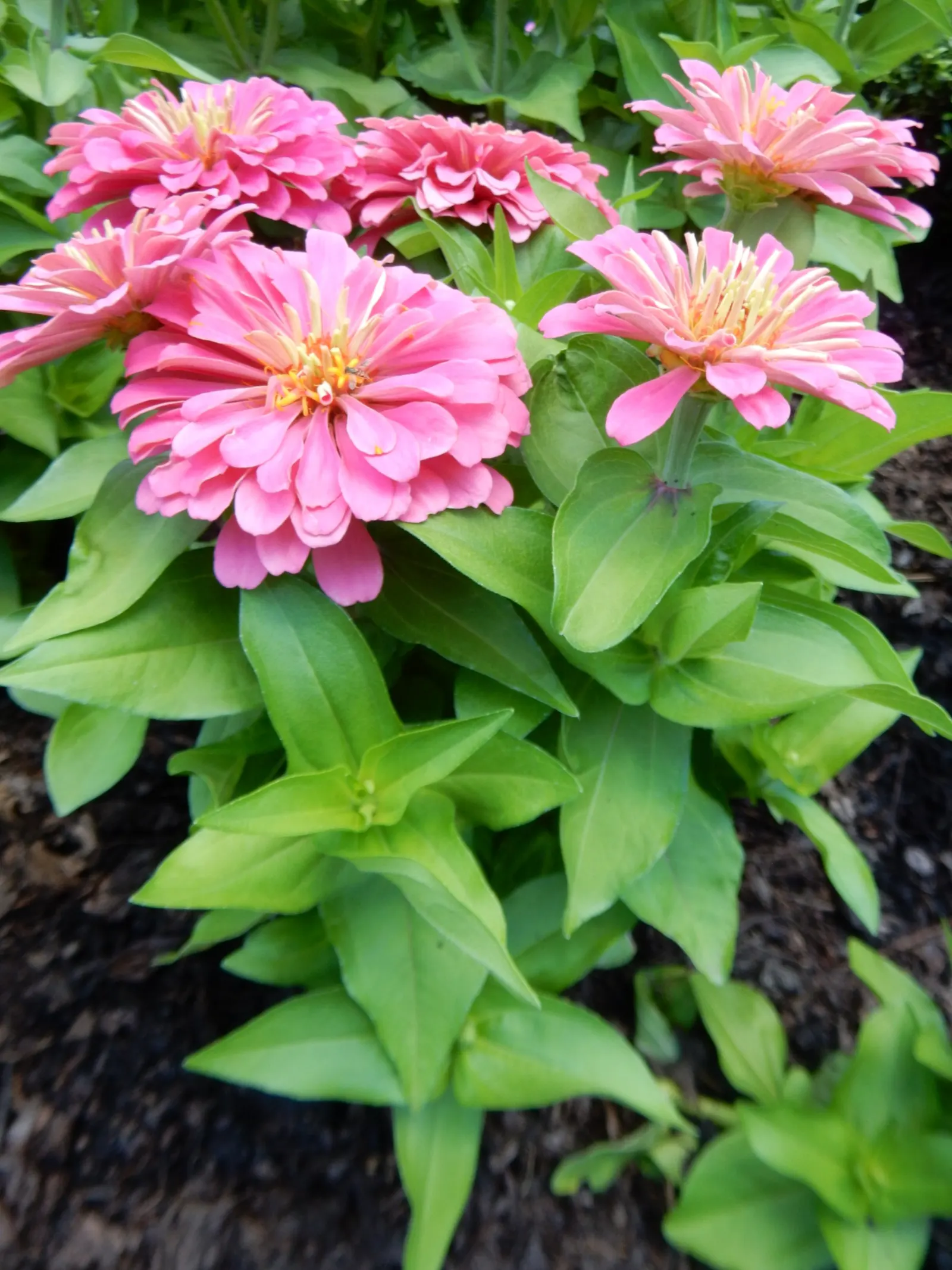 Common Zinnia (Zinnia Elegans) — zinnias are available in red; daisy-like blooms in various colors