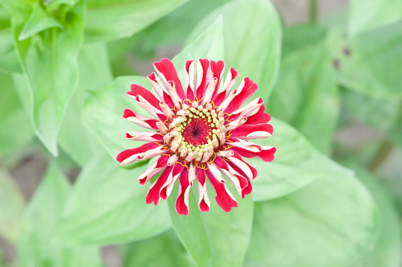 Common Zinnia (Zinnia Elegans) — which can soar to heights between 8 inches and 4 feet; but now a mainstay in flower beds across the globe, image 91