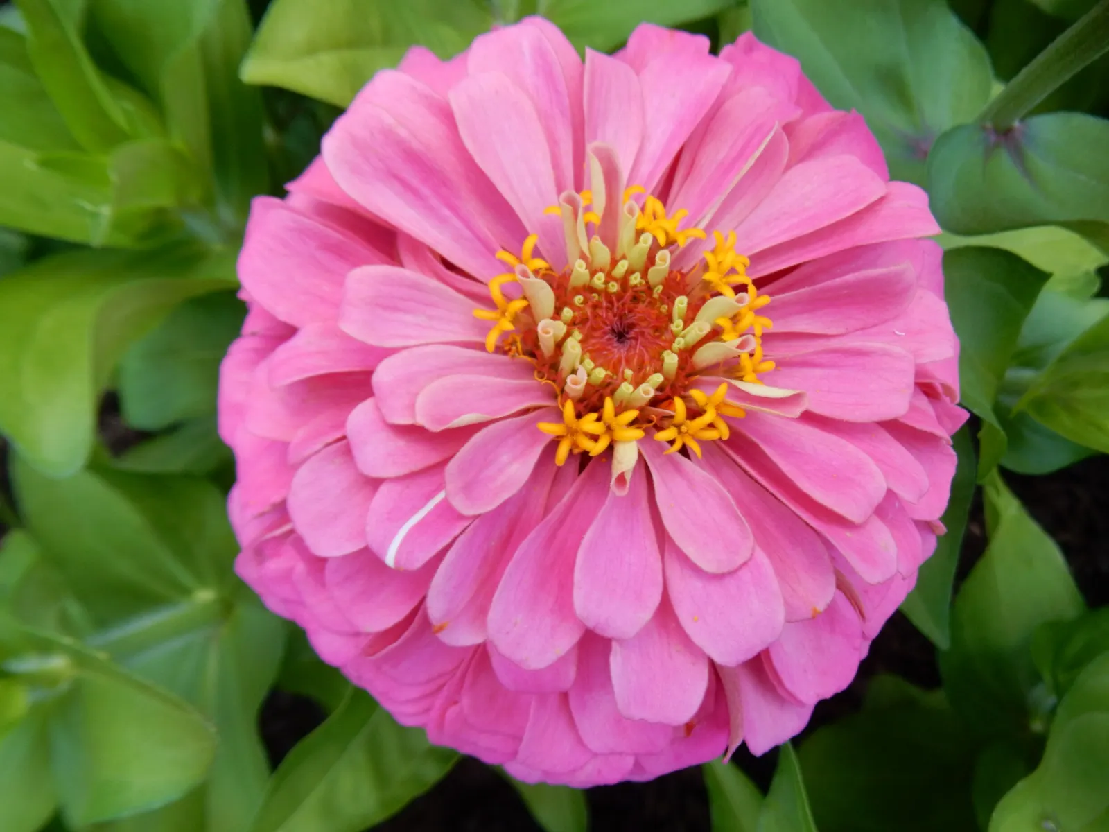 Common Zinnia (Zinnia Elegans) — it thrives in full sun and well-draining soil; annual with pink and red blooms