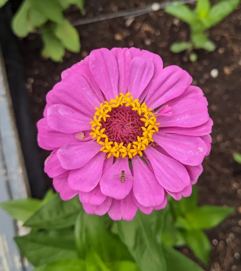 Common Zinnia (Zinnia Elegans) — zinnias are excellent attractors of butterflies and hummingbirds; their blooming season spans from late spring to, image 100