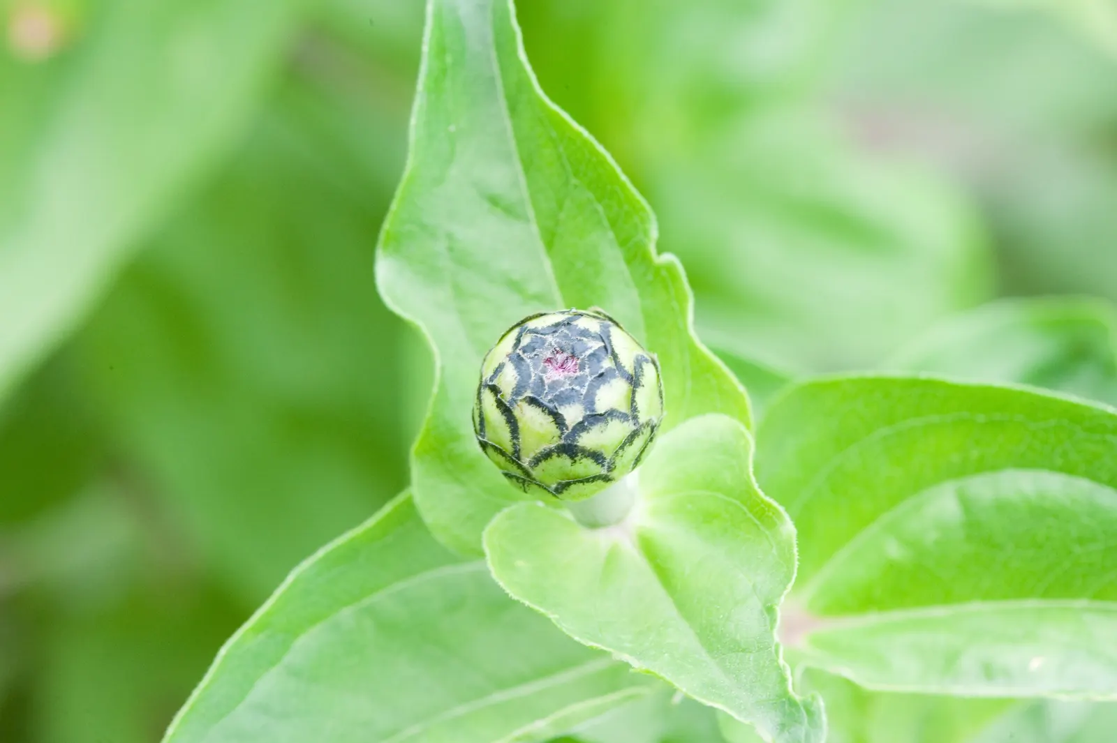 Common Zinnia (Zinnia Elegans) — adding an extra layer of dynamism to any garden space.<br><br>Hardy in USDA zones 2 through 11; known for its, image 75