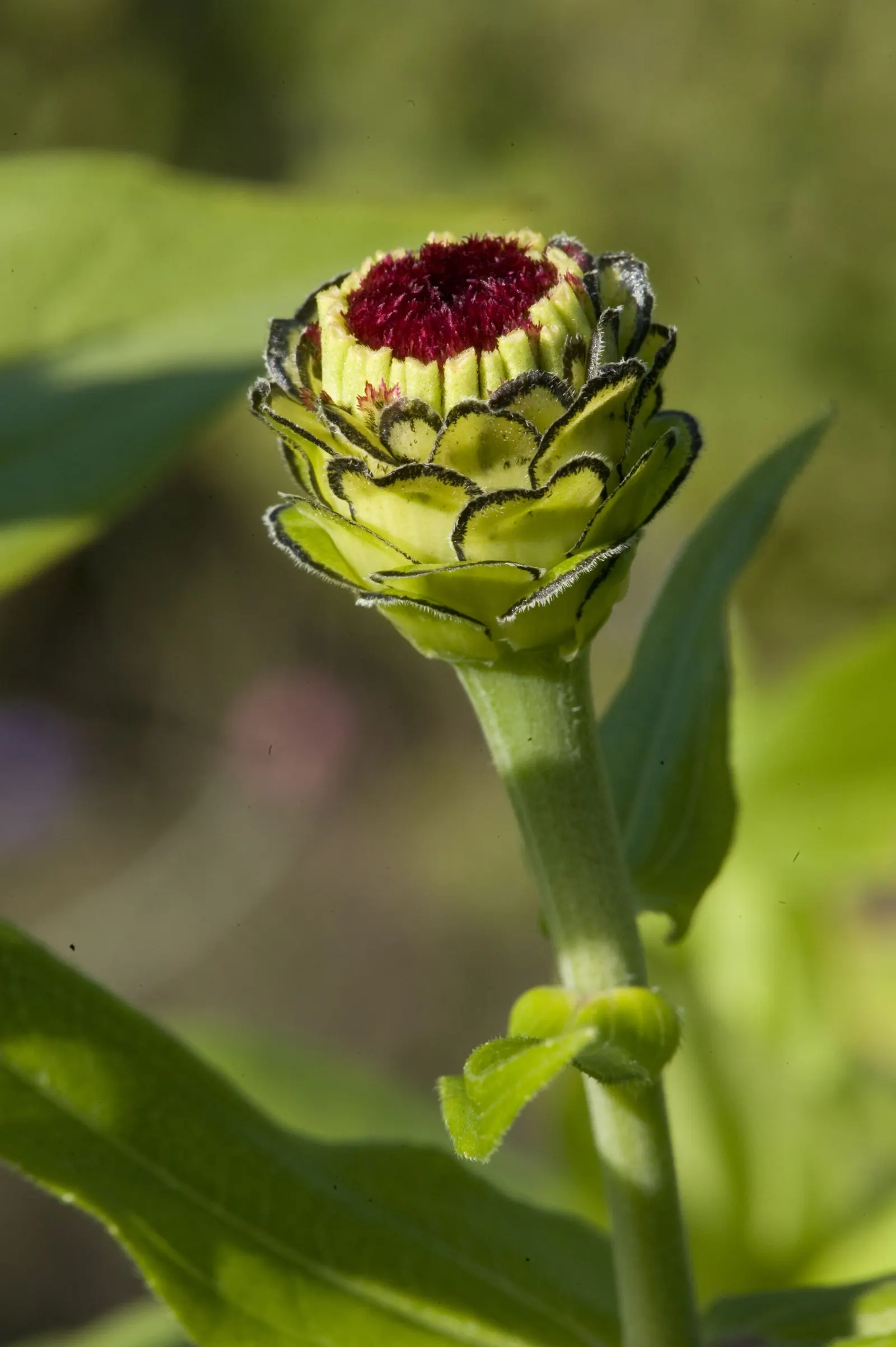 Common Zinnia (Zinnia Elegans) — perfect for use in both borders and as cut flowers for indoor display; pink and red flowers in the garden, image 119