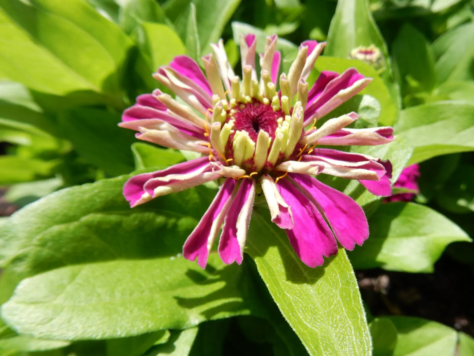 Common Zinnia (Zinnia Elegans) — annual for full or half; adding an extra layer of dynamism to any garden space.<br><br>Hardy in USDA zones 2 through 11