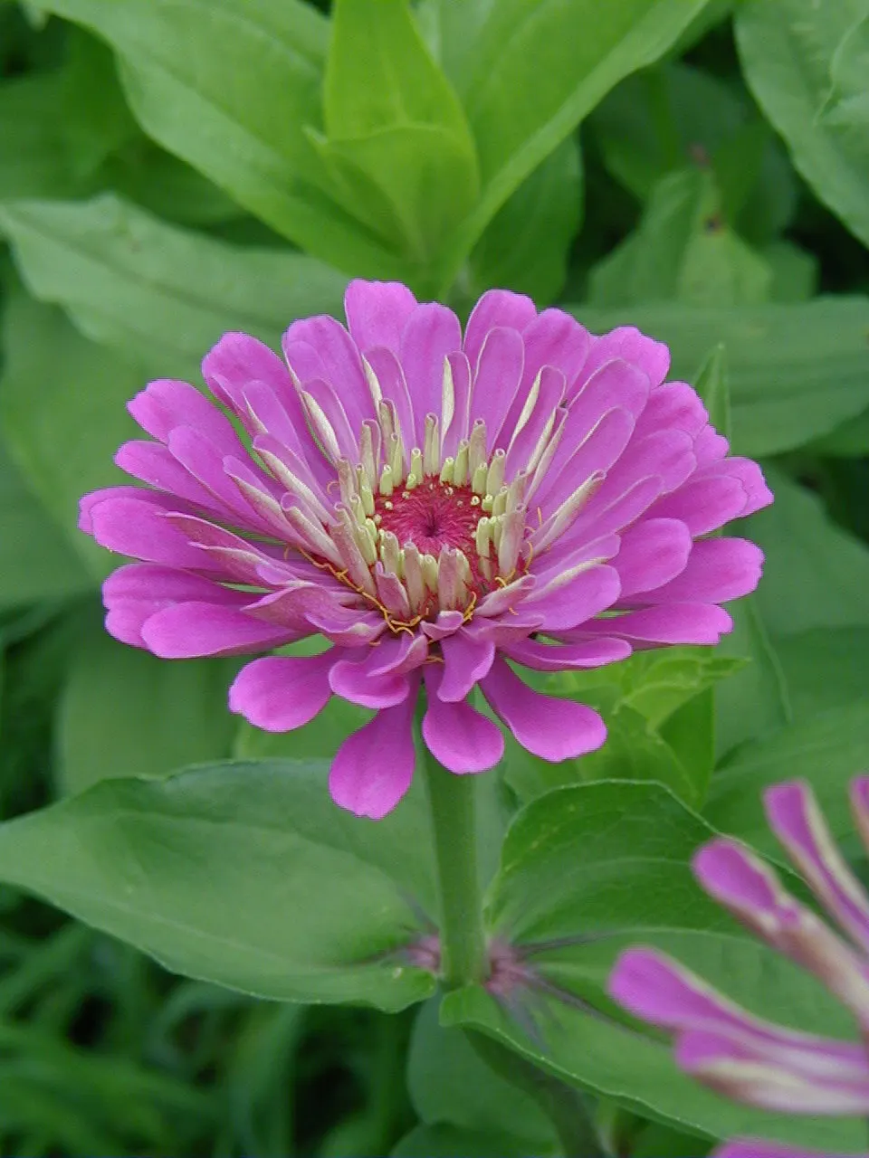 Common Zinnia (Zinnia Elegans) — requiring a minimum of 6 hours of direct sun per day; zinnias are available in red, image 69