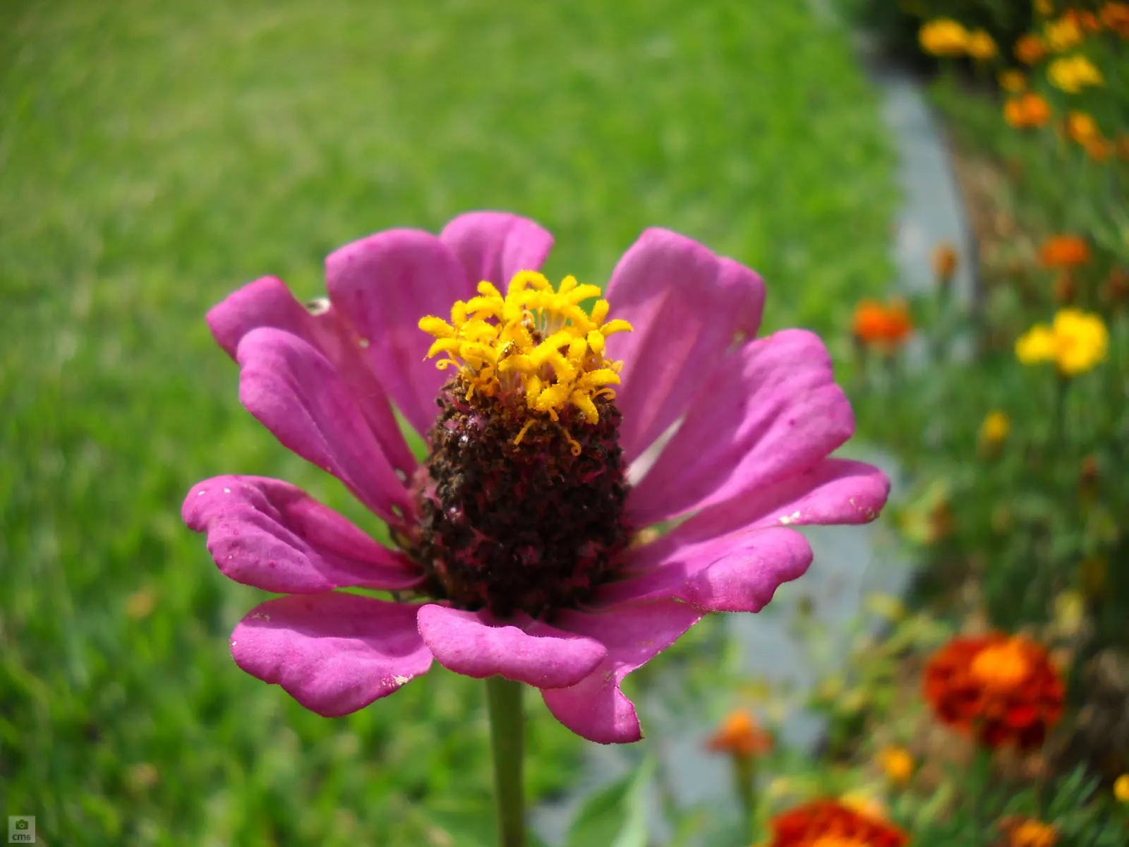 Common Zinnia (Zinnia Elegans) — it offers continuous pops of color and is excellent for borders