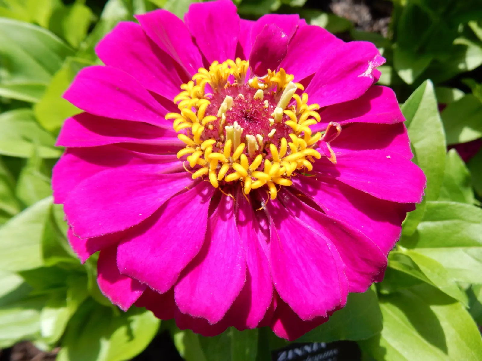 Common Zinnia (Zinnia Elegans) — pink and red flowers in the garden