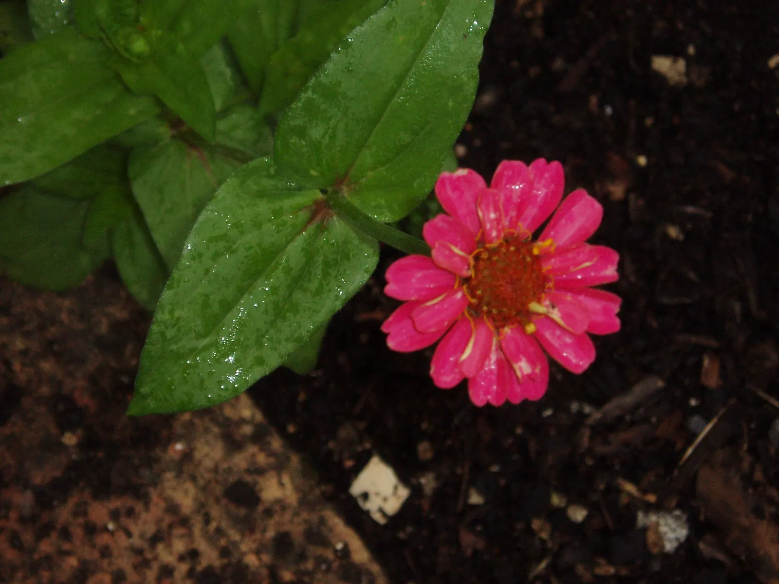 Common Zinnia (Zinnia Elegans) — which can soar to heights between 8 inches and 4 feet; but now a mainstay in flower beds across the globe, image 65