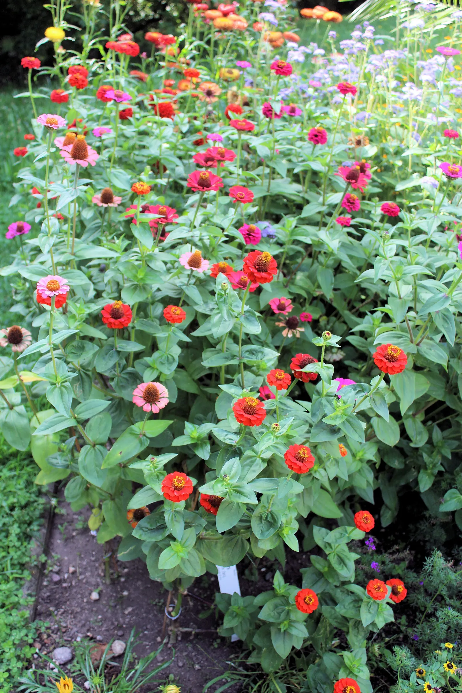 Common Zinnia (Zinnia Elegans) — annual with pink and red blooms; they thrive in full sunlight