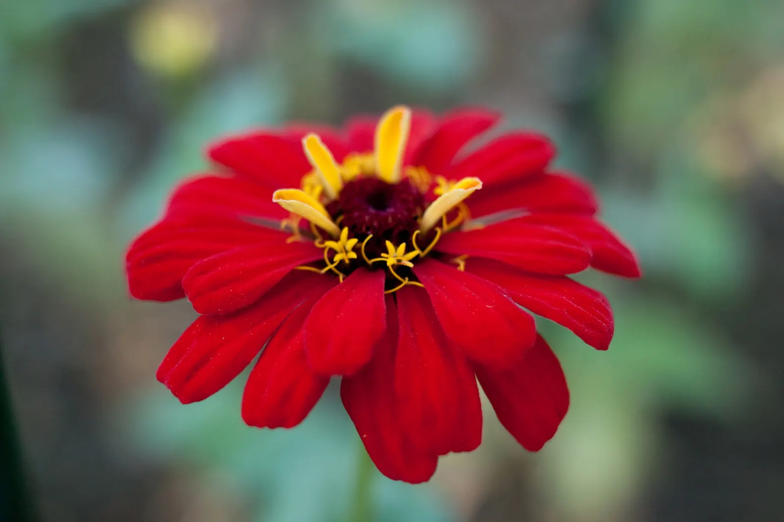 Common Zinnia (Zinnia Elegans) — it offers continuous pops of color and is excellent for borders; which can soar to heights between 8 inches and 4, image 58