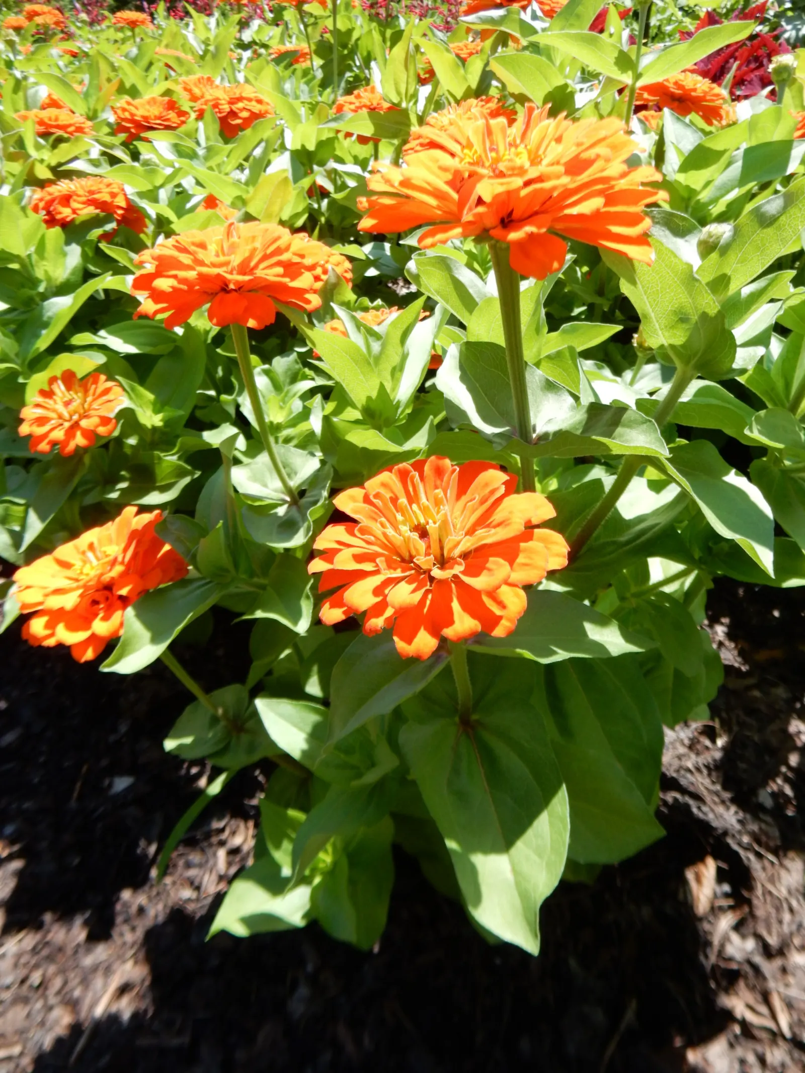 Common Zinnia (Zinnia Elegans) — With a long blooming period from spring to frost; it offers continuous pops of color and is excellent for borders