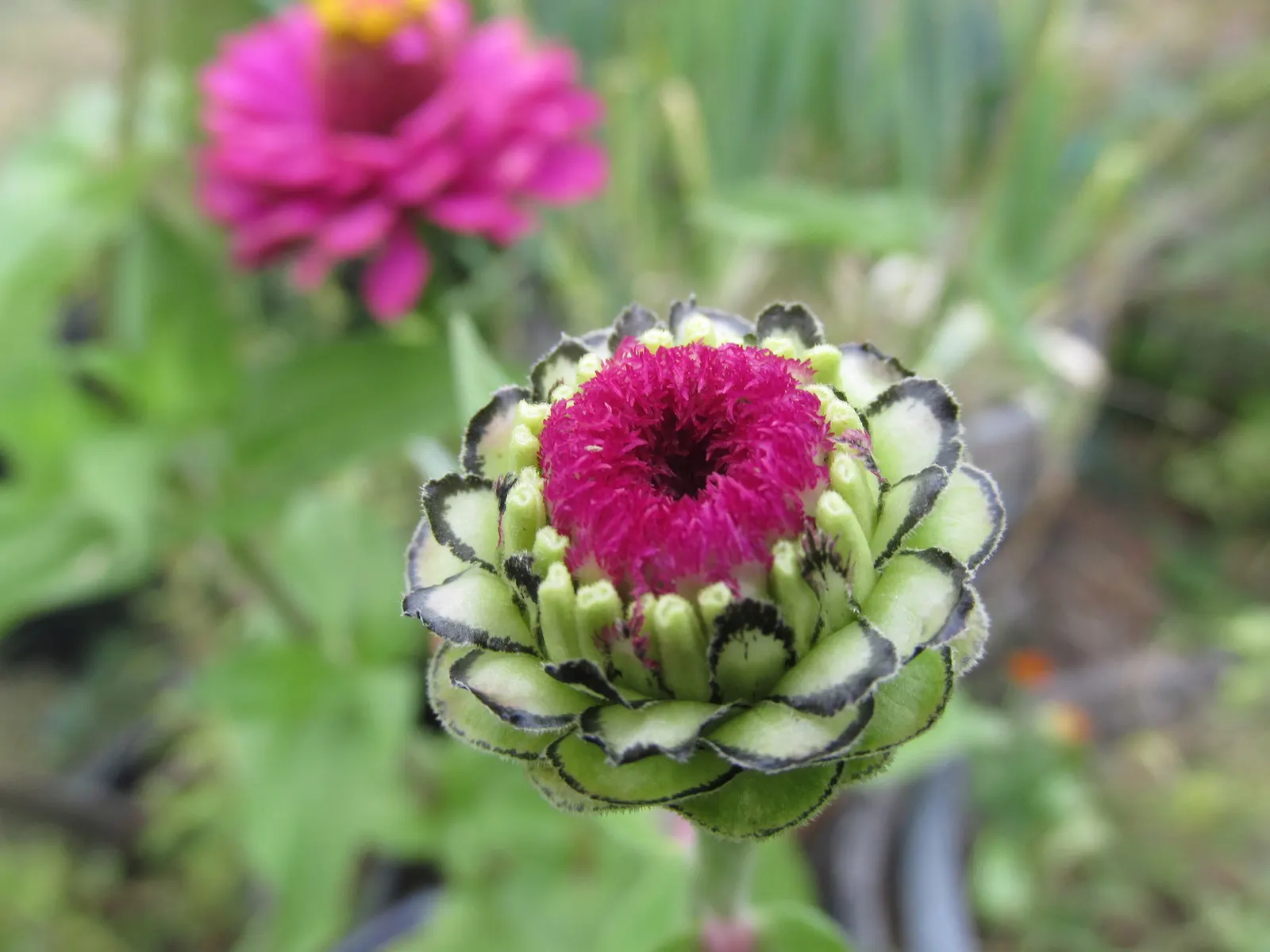 Common Zinnia (Zinnia Elegans) — daisy-like blooms in various colors; and prefer well-drained soil rich in organic matter, image 107
