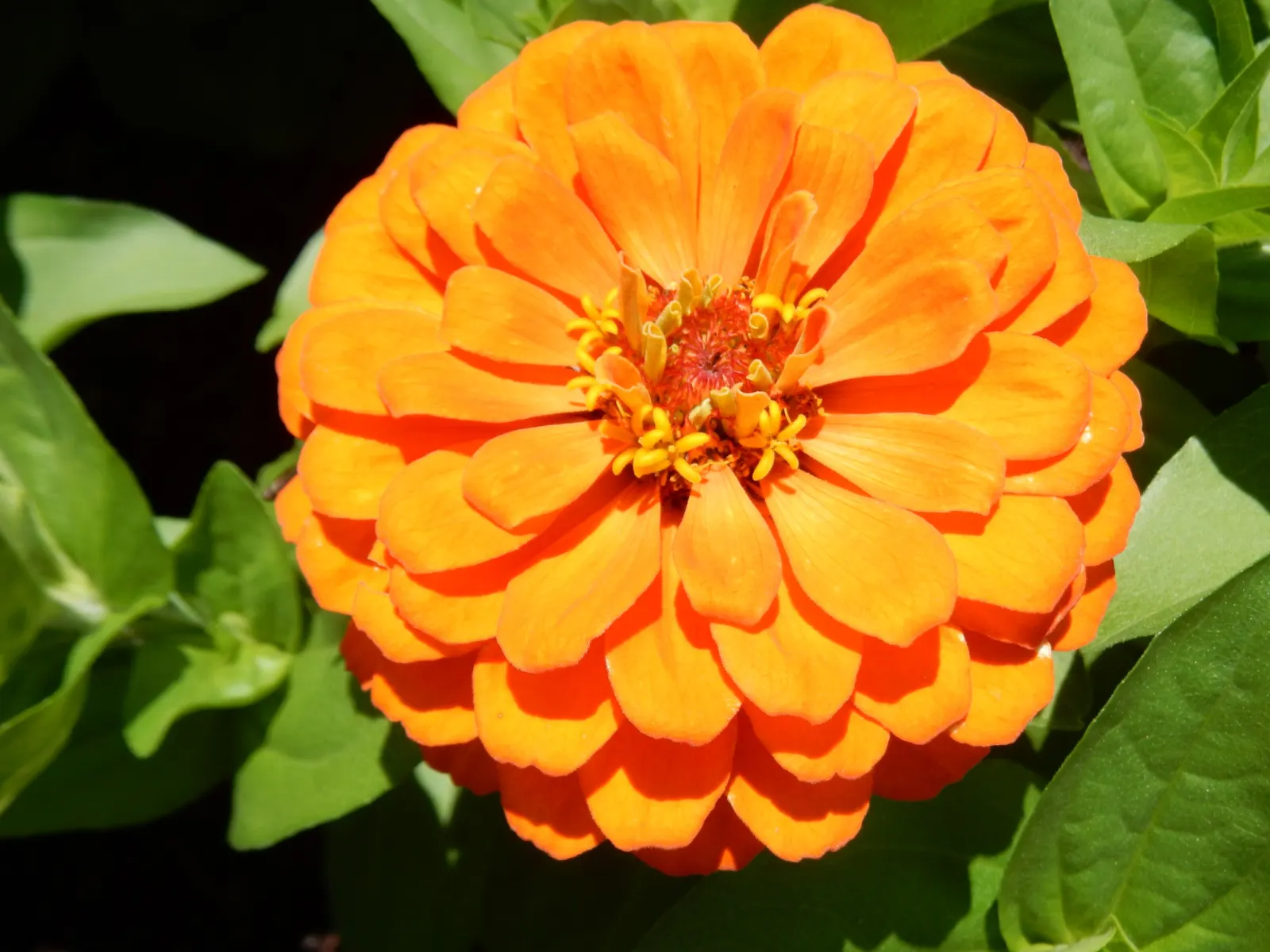 Common Zinnia (Zinnia Elegans) — zinnias are available in red