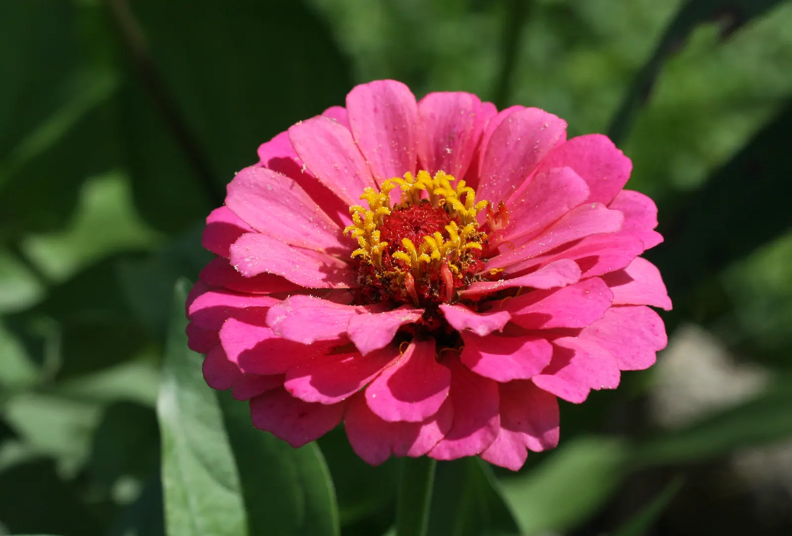 Common Zinnia (Zinnia Elegans) — They thrive in full sunlight; with a long blooming period from spring to frost, image 146