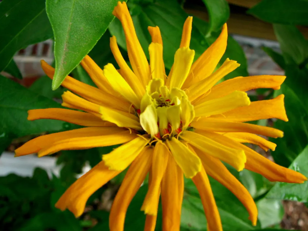Common Zinnia (Zinnia Elegans) — The Common Zinnia (Zinnia elegans); a common issue for these plants, image 85