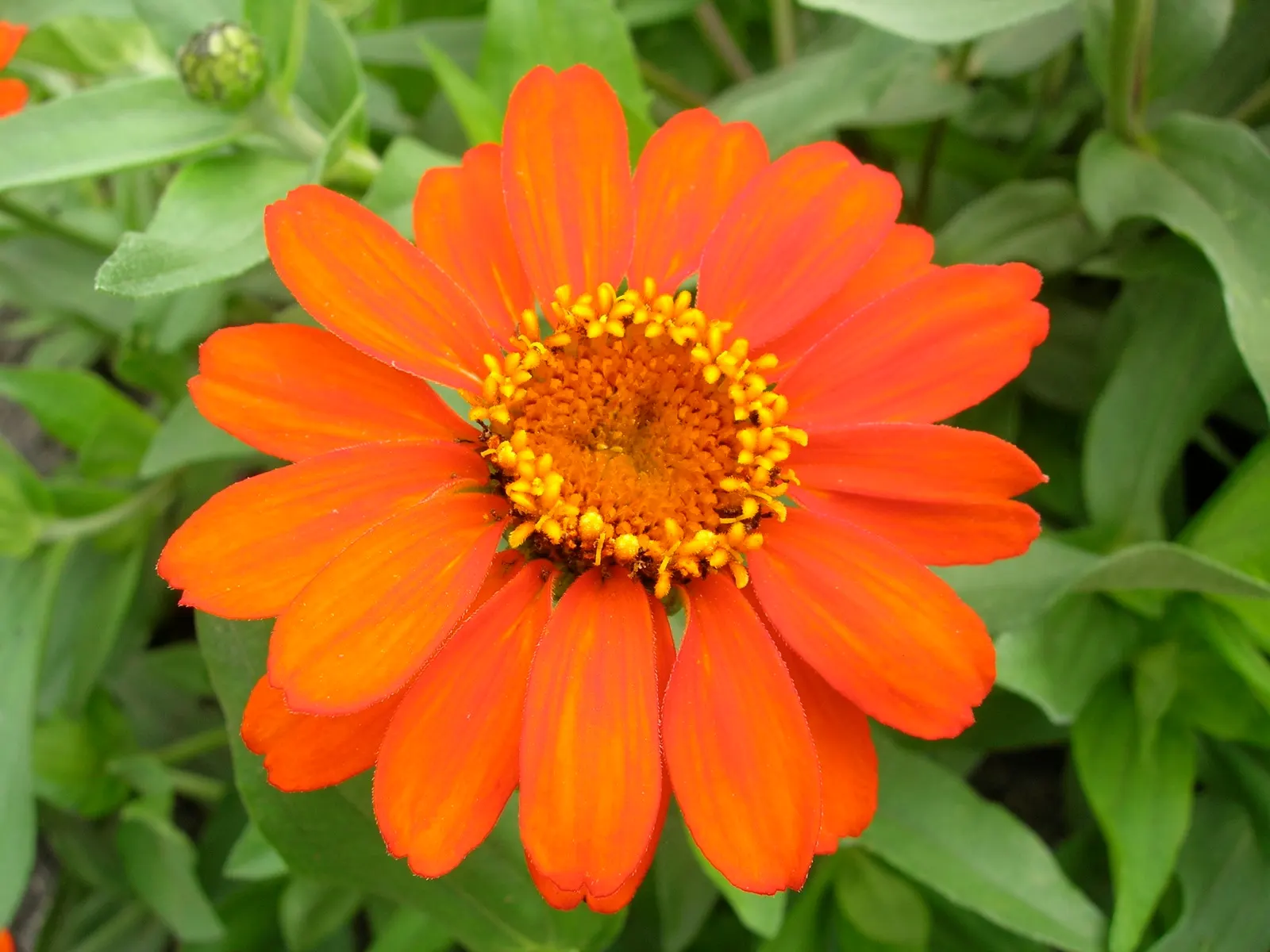 Common Zinnia (Zinnia Elegans) — is an annual flowering plant native to Mexico; a vibrant and popular choice for gardeners seeking to inject a splash of color