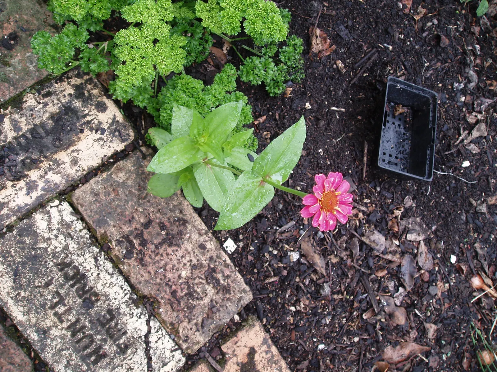 Common Zinnia (Zinnia Elegans) — but now a mainstay in flower beds across the globe
