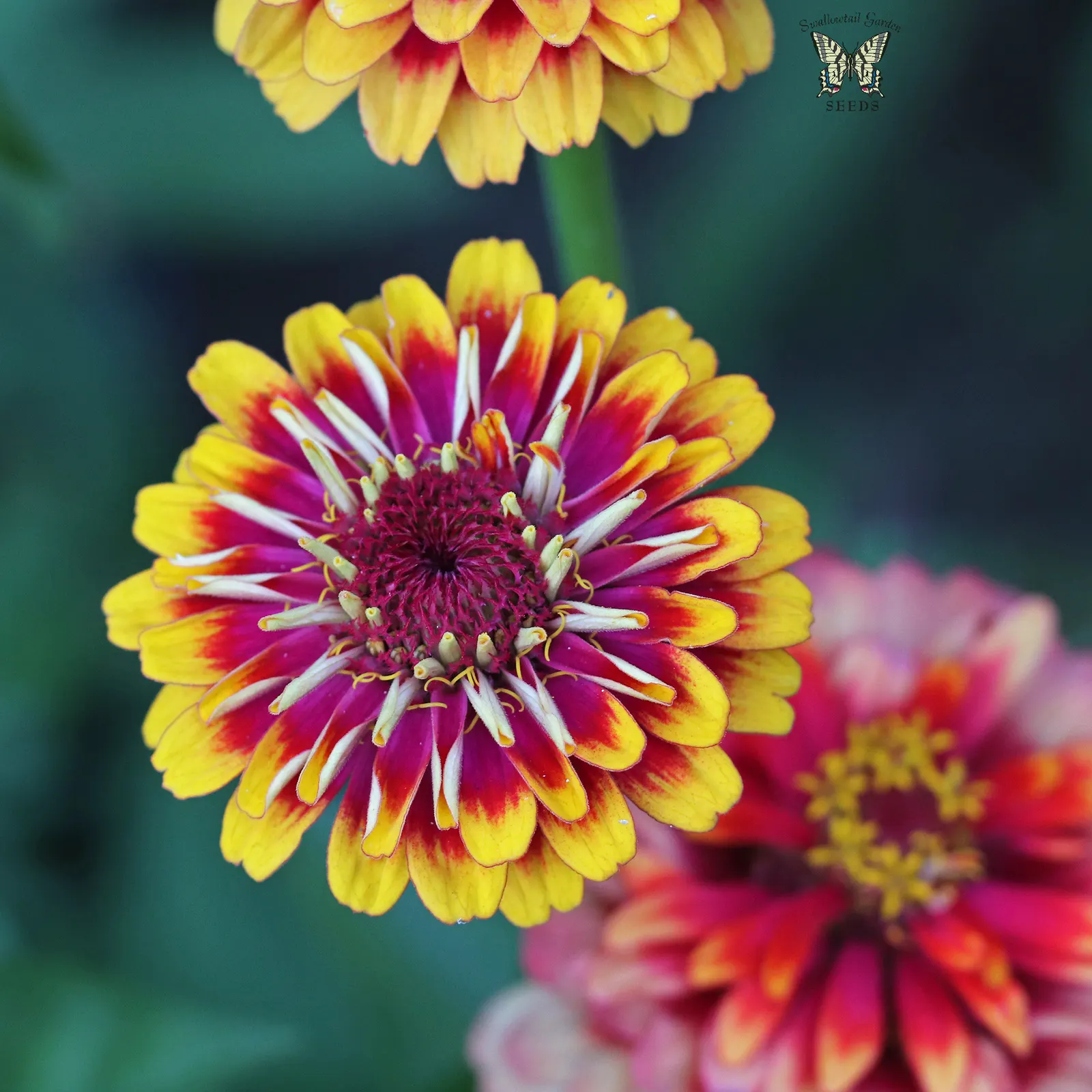 Common Zinnia (Zinnia Elegans) — and prefer well-drained soil rich in organic matter; to ensure ample airflow and reduce the risk of powdery mildew, image 70