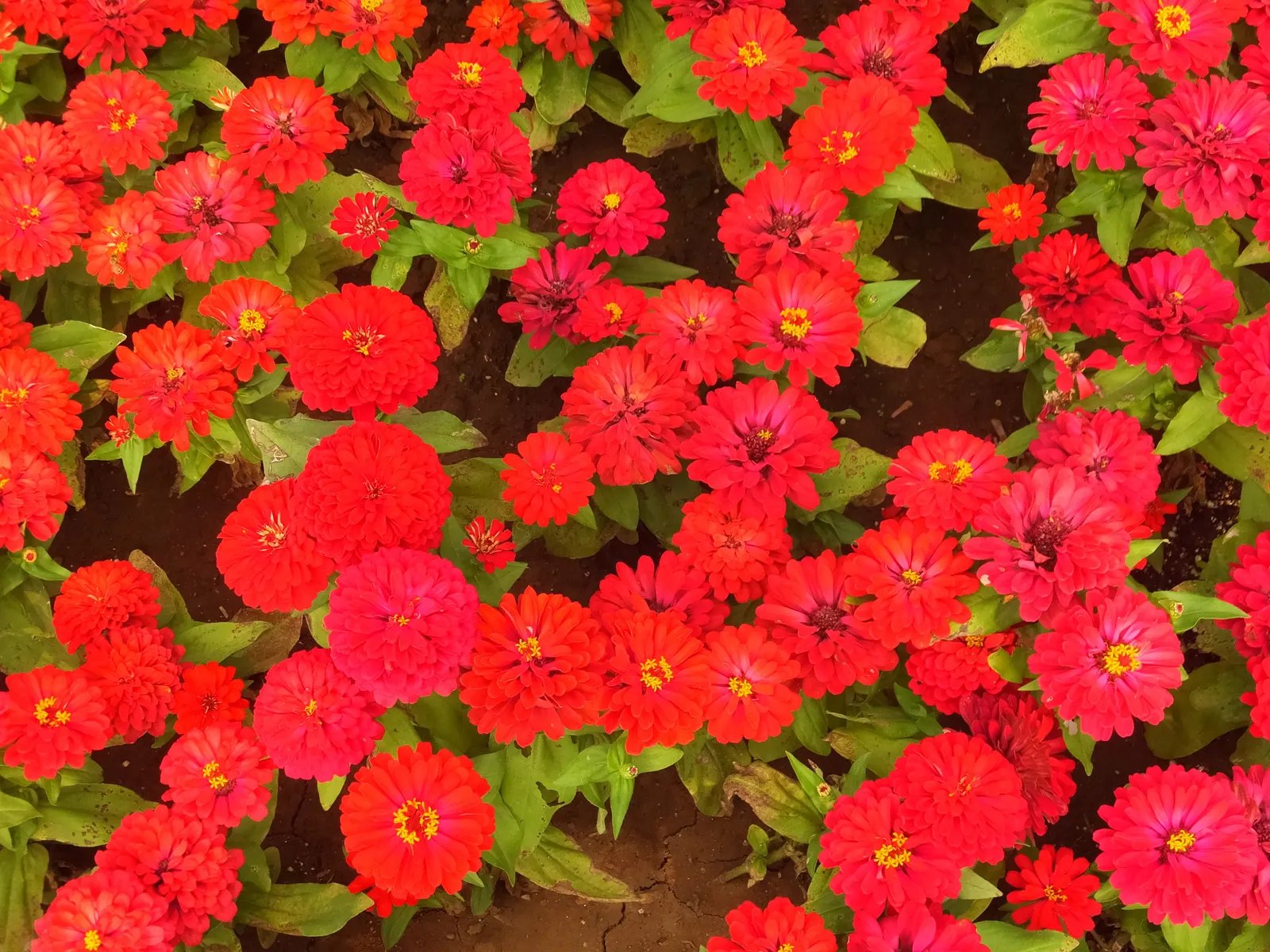 Common Zinnia (Zinnia Elegans) — annual with pink and red blooms; they thrive in full sunlight, image 129