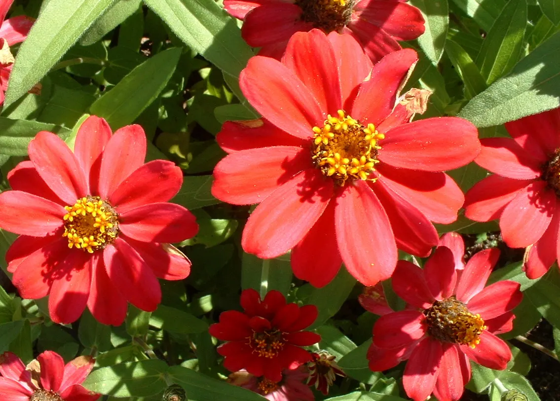 Common Zinnia (Zinnia Elegans) — it offers continuous pops of color and is excellent for borders; which can soar to heights between 8 inches and 4, image 84