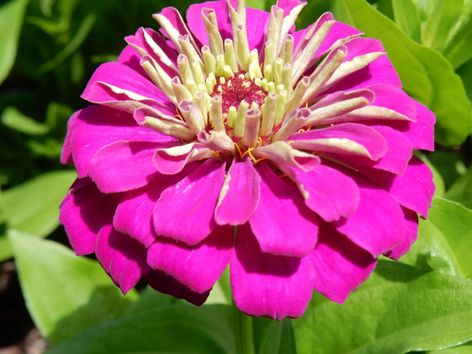 Common Zinnia (Zinnia Elegans) — a common issue for these plants; the Common Zinnia (Zinnia elegans), image 150