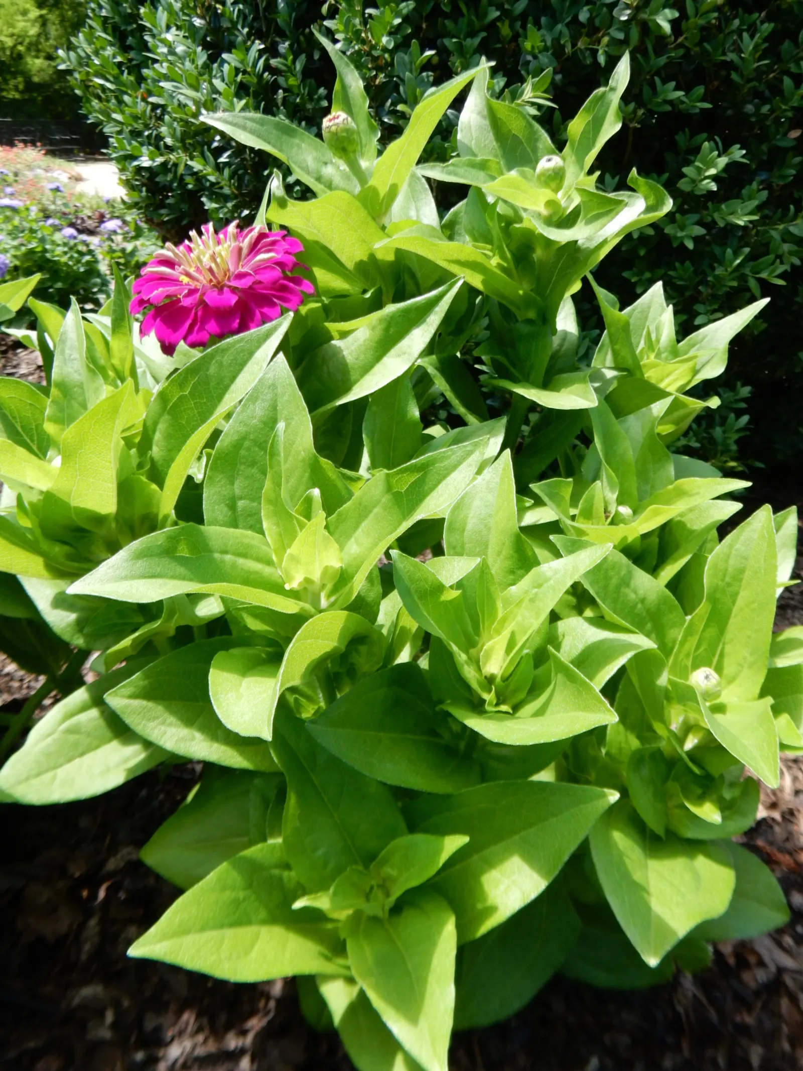 Common Zinnia (Zinnia Elegans) — adding an extra layer of dynamism to any garden space.<br><br>Hardy in USDA zones 2 through 11; known for its, image 127