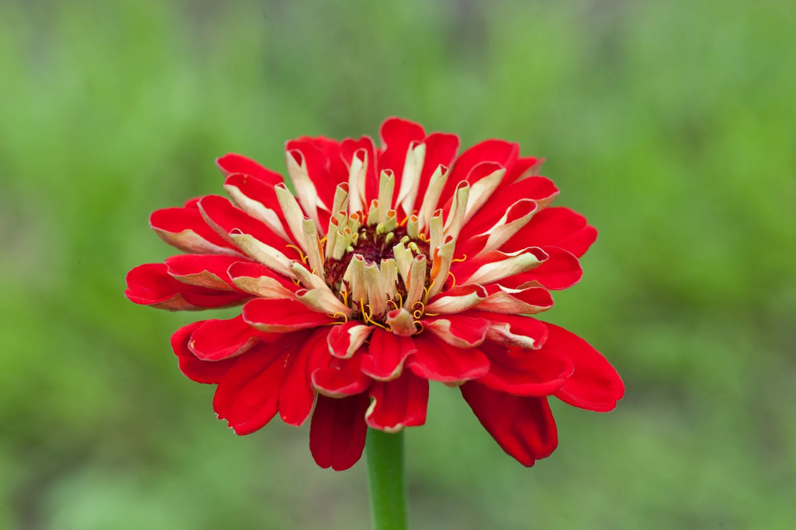 Common Zinnia (Zinnia Elegans) — is a vibrant annual flowering plant that can reach heights of 1-3 feet with a spread of 1-1.5 feet; it thrives in, image 53