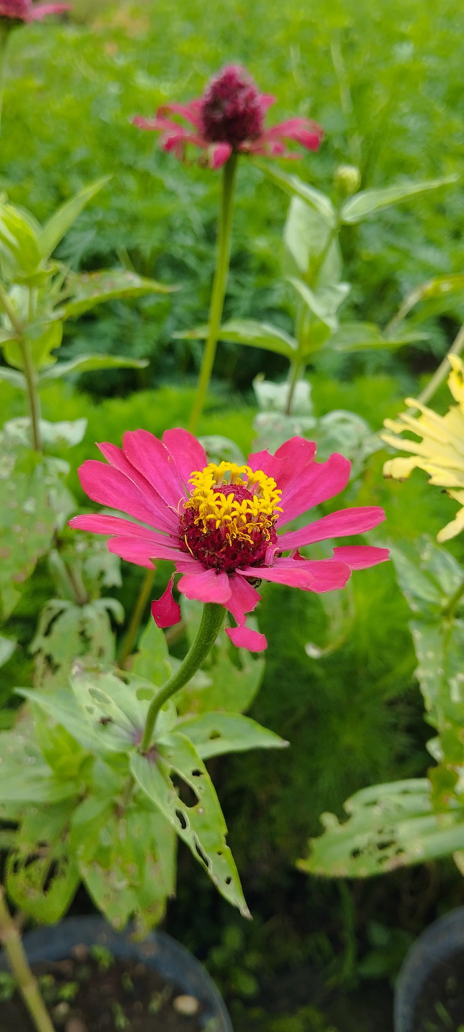 Common Zinnia (Zinnia Elegans) — a vibrant and popular choice for gardeners seeking to inject a splash of color into their landscape; is a vibrant, image 138