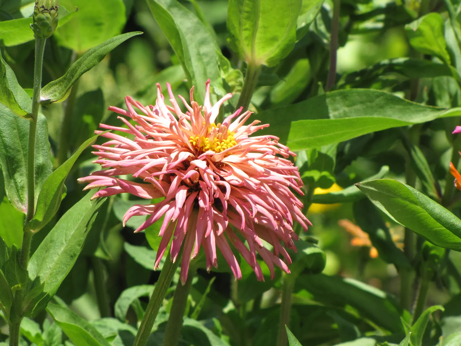 Common Zinnia (Zinnia Elegans) — annual with pink and red blooms