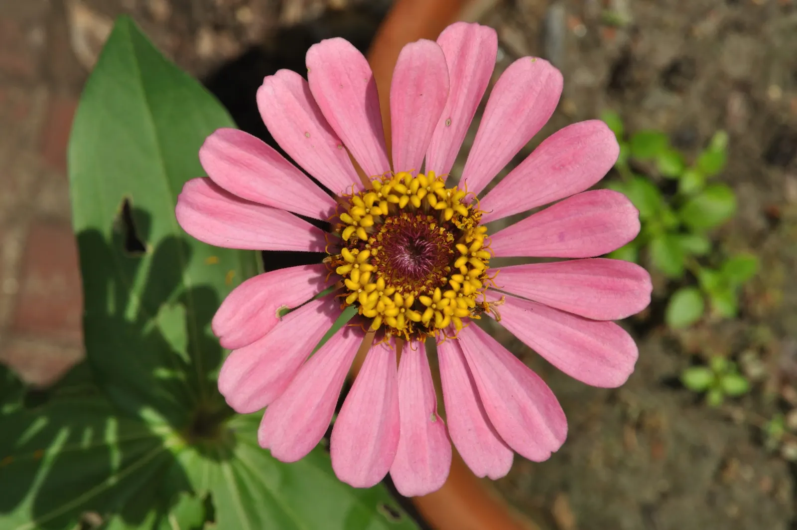 Common Zinnia (Zinnia Elegans) — The Common Zinnia (Zinnia elegans)