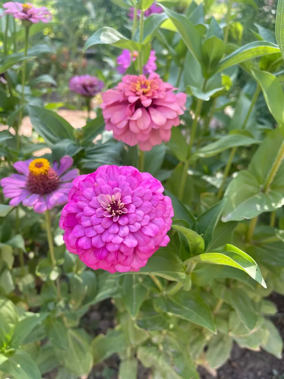 Common Zinnia (Zinnia Elegans) — Flaunting a kaleidoscope of hues; zinnias are excellent attractors of butterflies and hummingbirds, image 63