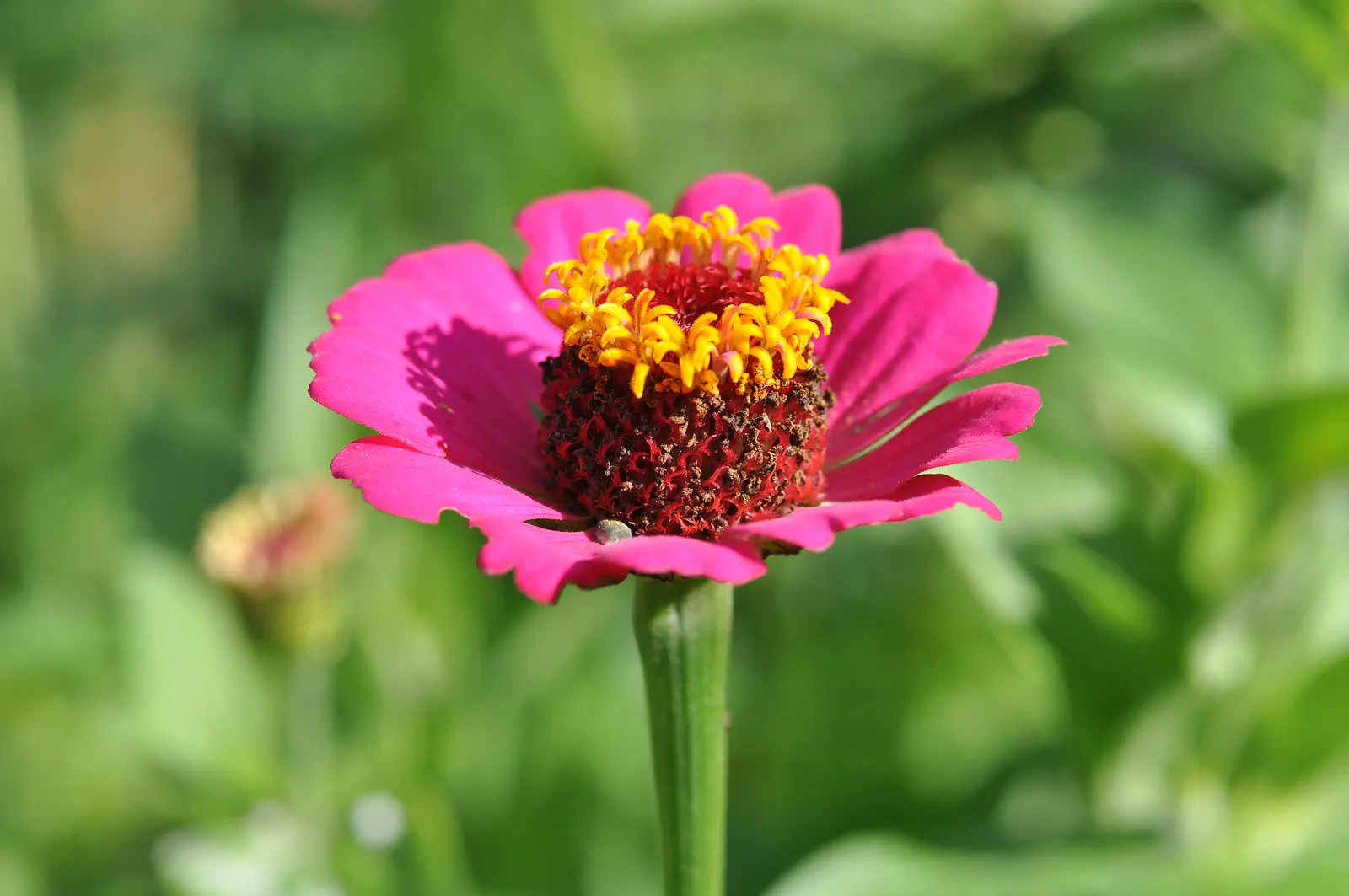 Common Zinnia (Zinnia Elegans) — it offers continuous pops of color and is excellent for borders; which can soar to heights between 8 inches and 4, image 110