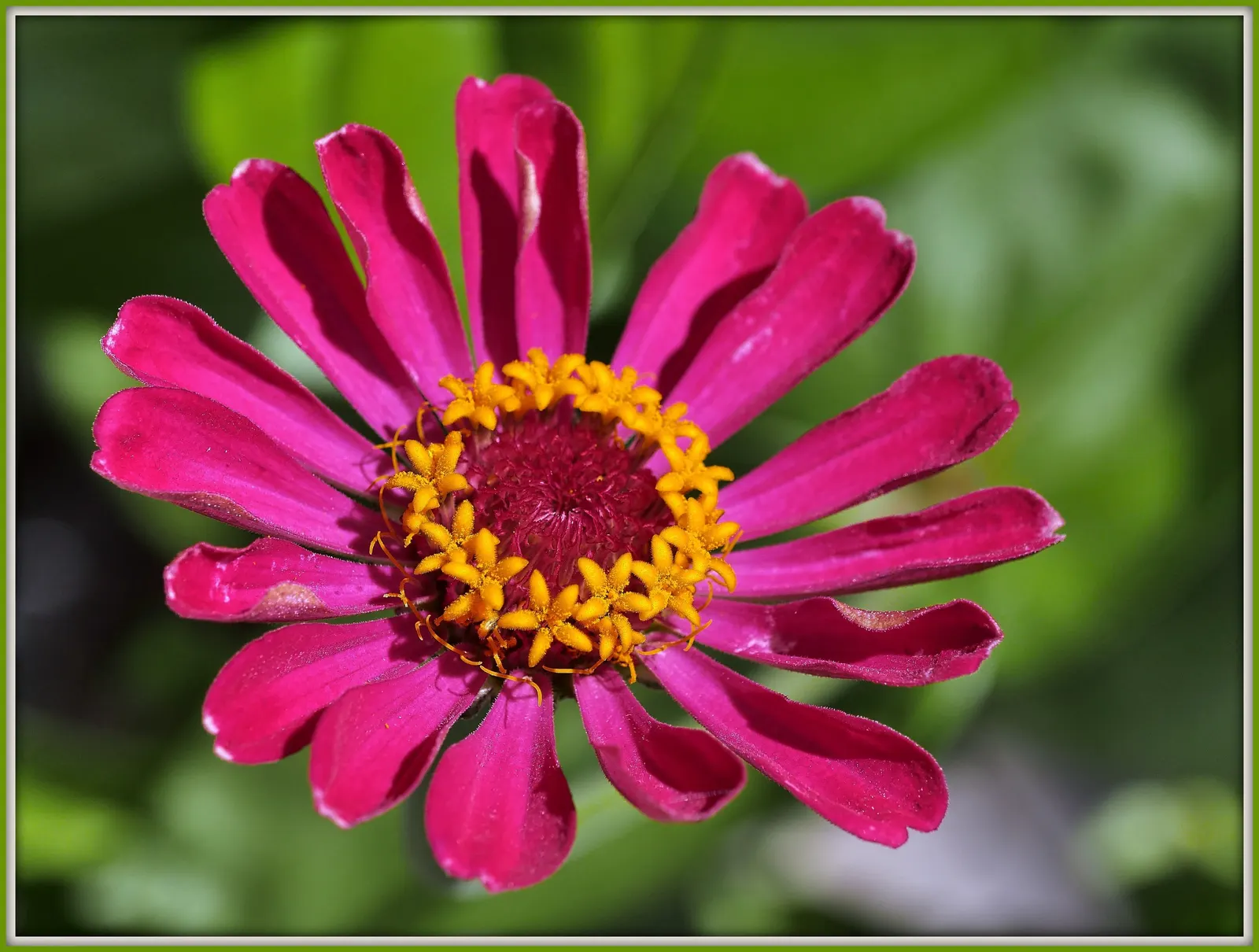 Common Zinnia (Zinnia Elegans) — With a long blooming period from spring to frost; it offers continuous pops of color and is excellent for borders, image 83
