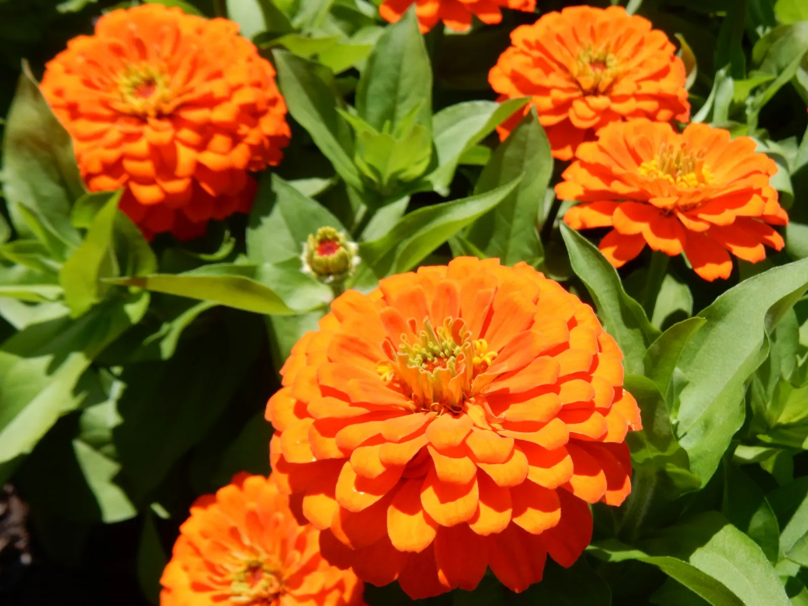 Common Zinnia (Zinnia Elegans) — requiring a minimum of 6 hours of direct sun per day; zinnias are available in red
